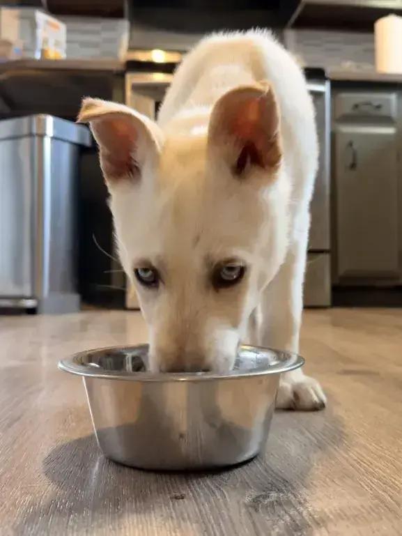 Enlarge Thistle, a Adoptable mixed breed in Grand Rapids, MI image 3/6