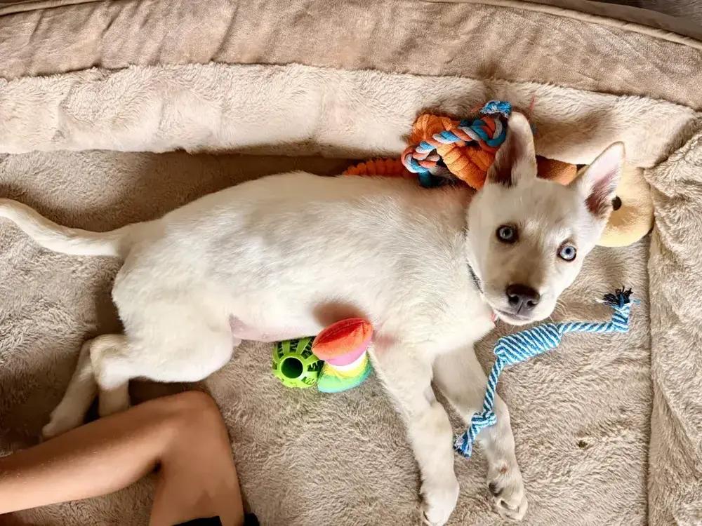 Enlarge Thistle, a Adoptable mixed breed in Grand Rapids, MI image 4/6