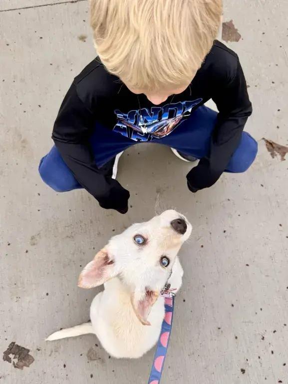 Enlarge Thistle, a Adoptable mixed breed in Grand Rapids, MI image 5/6