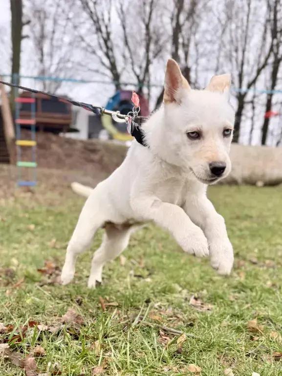 Enlarge Thistle, a Adoptable mixed breed in Grand Rapids, MI image 6/6