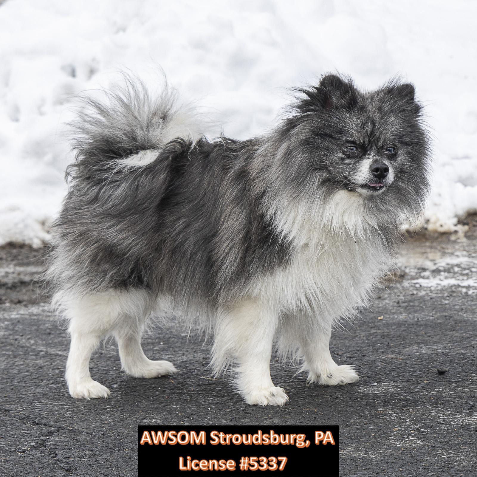 Zero, ADOPTABLE, Adult Male Pomeranian.