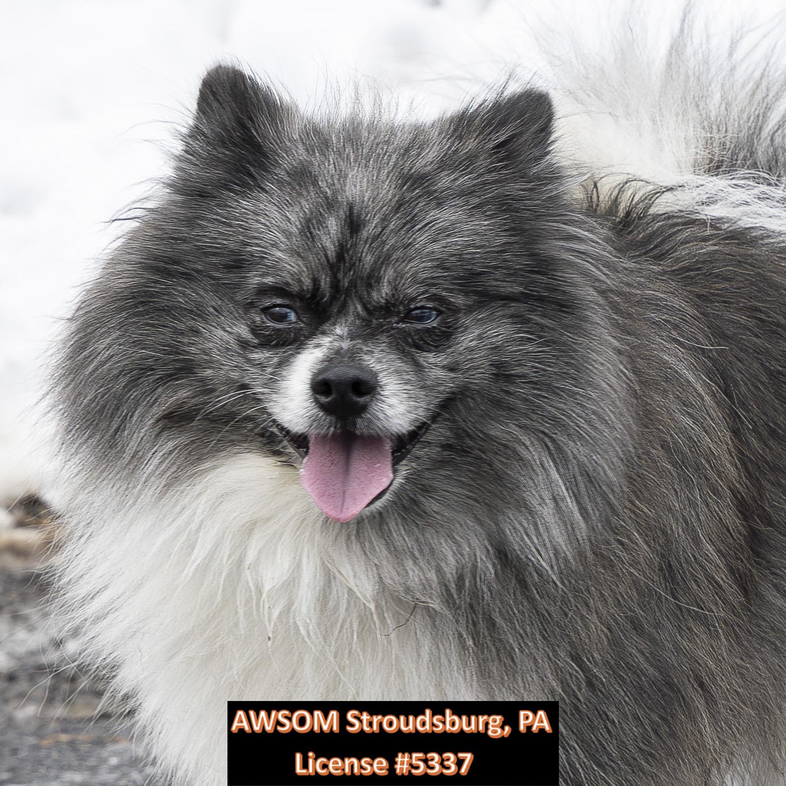 Zero, a ADOPTABLE mixed breed in Stroudsburg, PA image 2/2