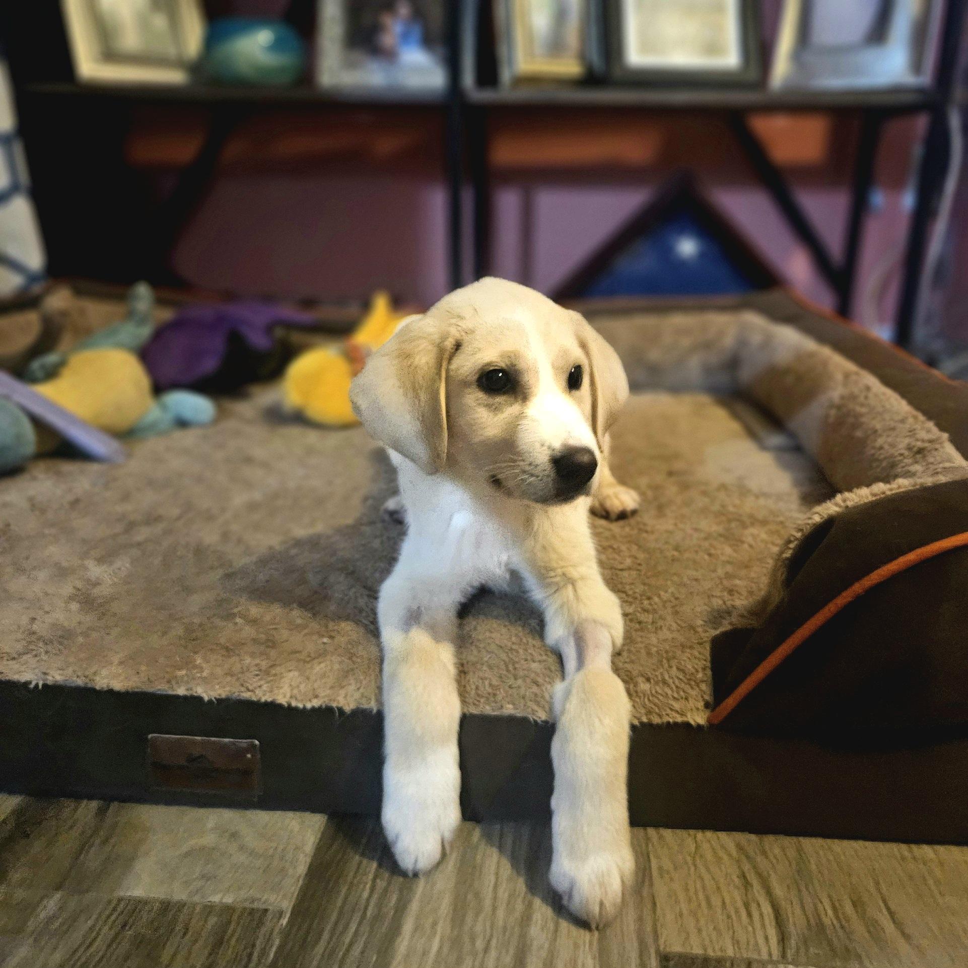 Enlarge Snuggly Puddle "Snuggles", an adopted mixed breed in Oviedo, FL image 2/4