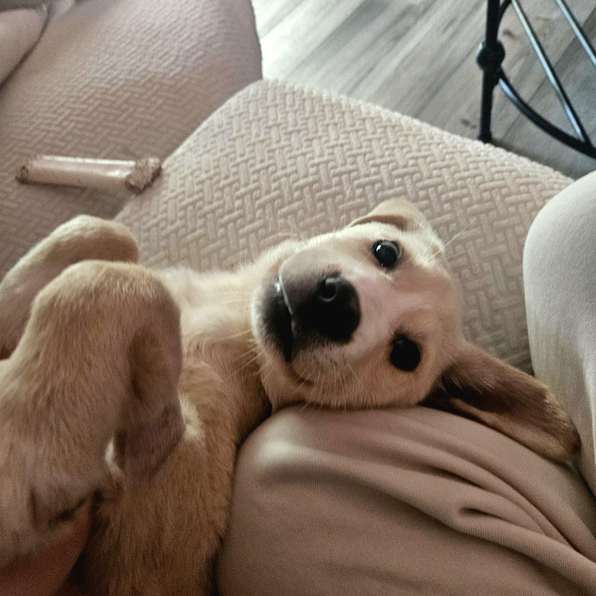 Enlarge Snuggly Puddle "Snuggles", an adopted mixed breed in Oviedo, FL image 3/4