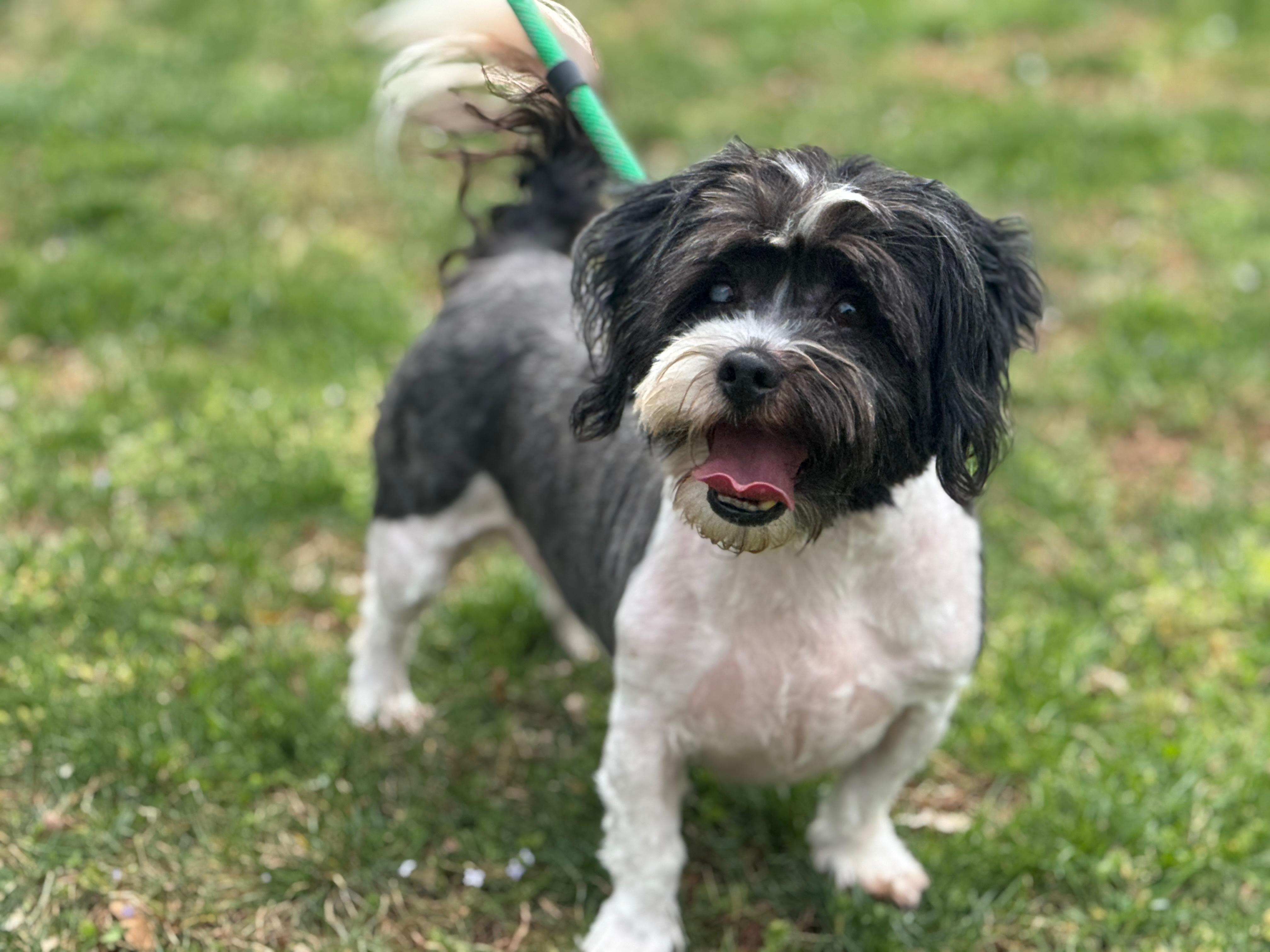 Enlarge Fergus , a ADOPTABLE Lhasa Apso in Richmond, VA image 6/6