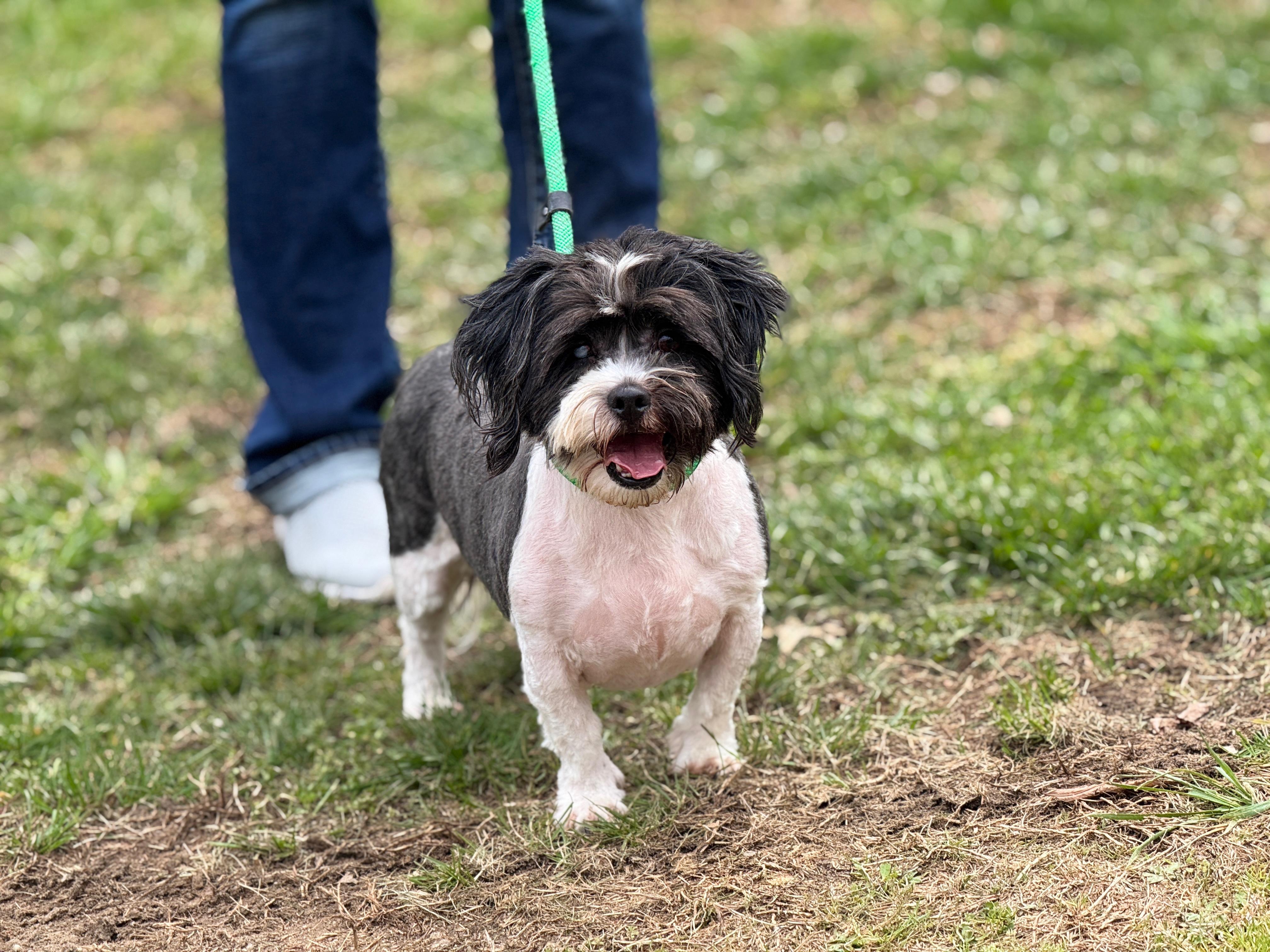 Enlarge Fergus , a ADOPTABLE Lhasa Apso in Richmond, VA image 3/6