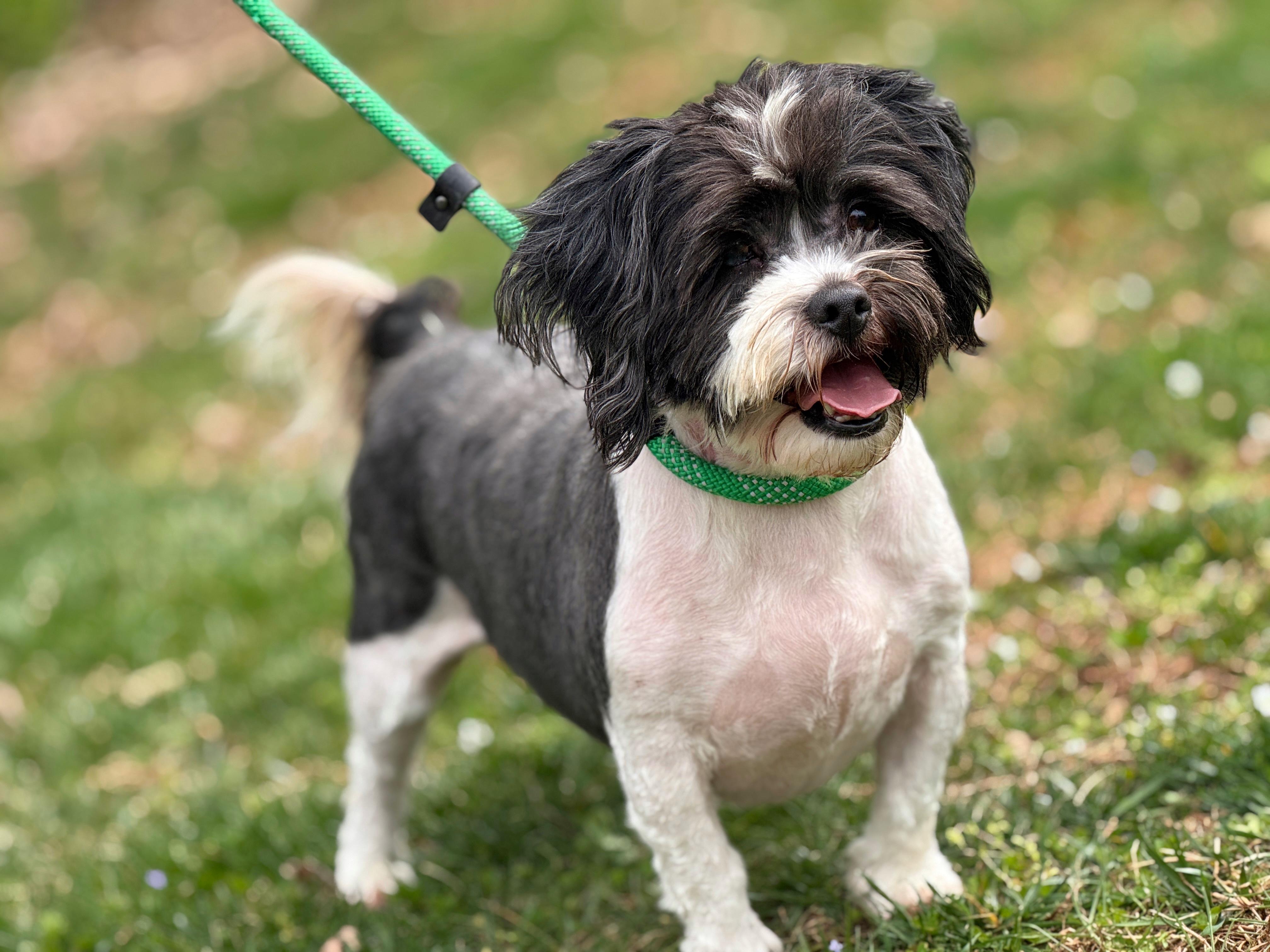 Enlarge Fergus , a ADOPTABLE Lhasa Apso in Richmond, VA image 5/6