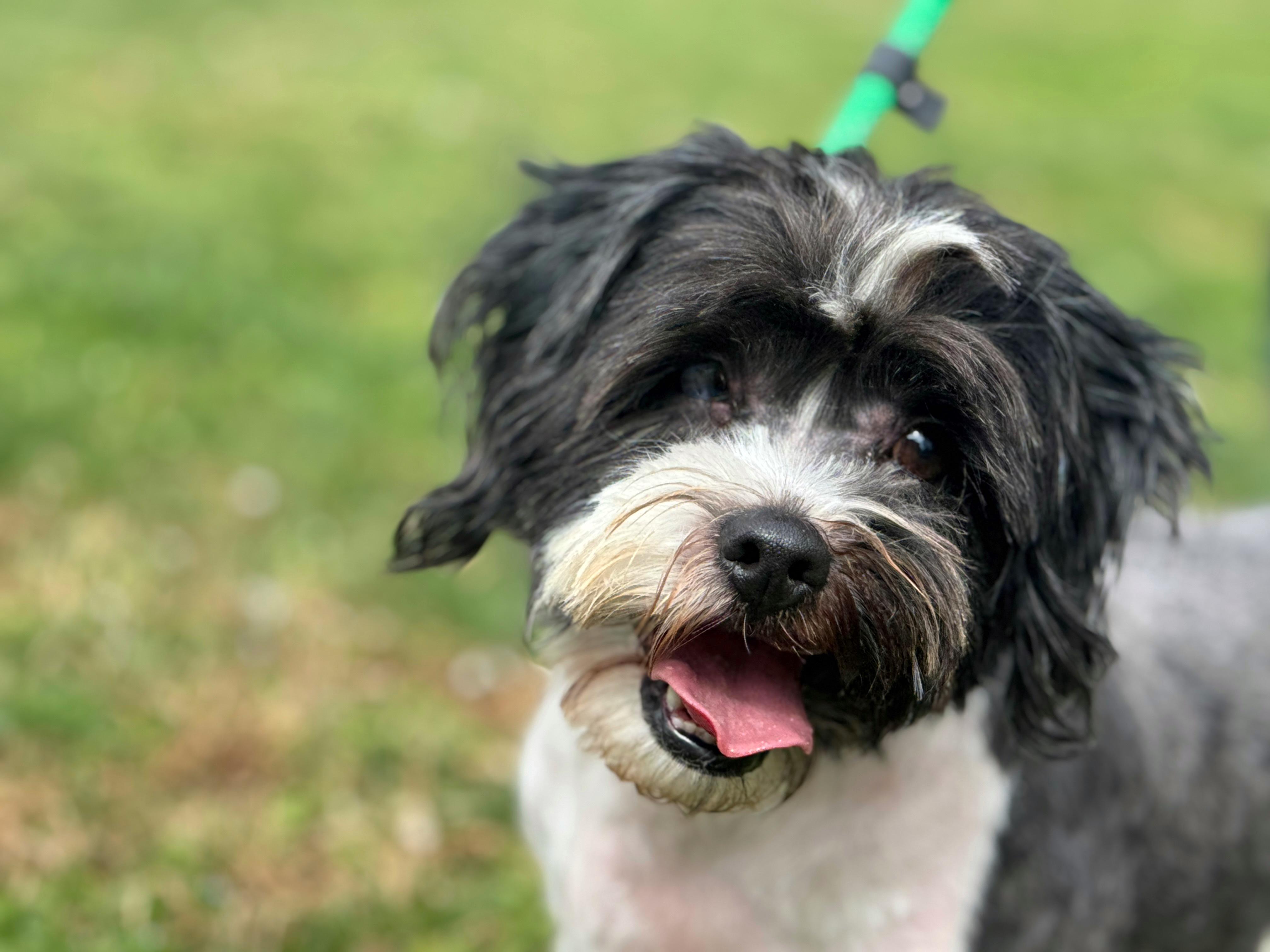 Fergus , ADOPTABLE, Adult Male Lhasa Apso.