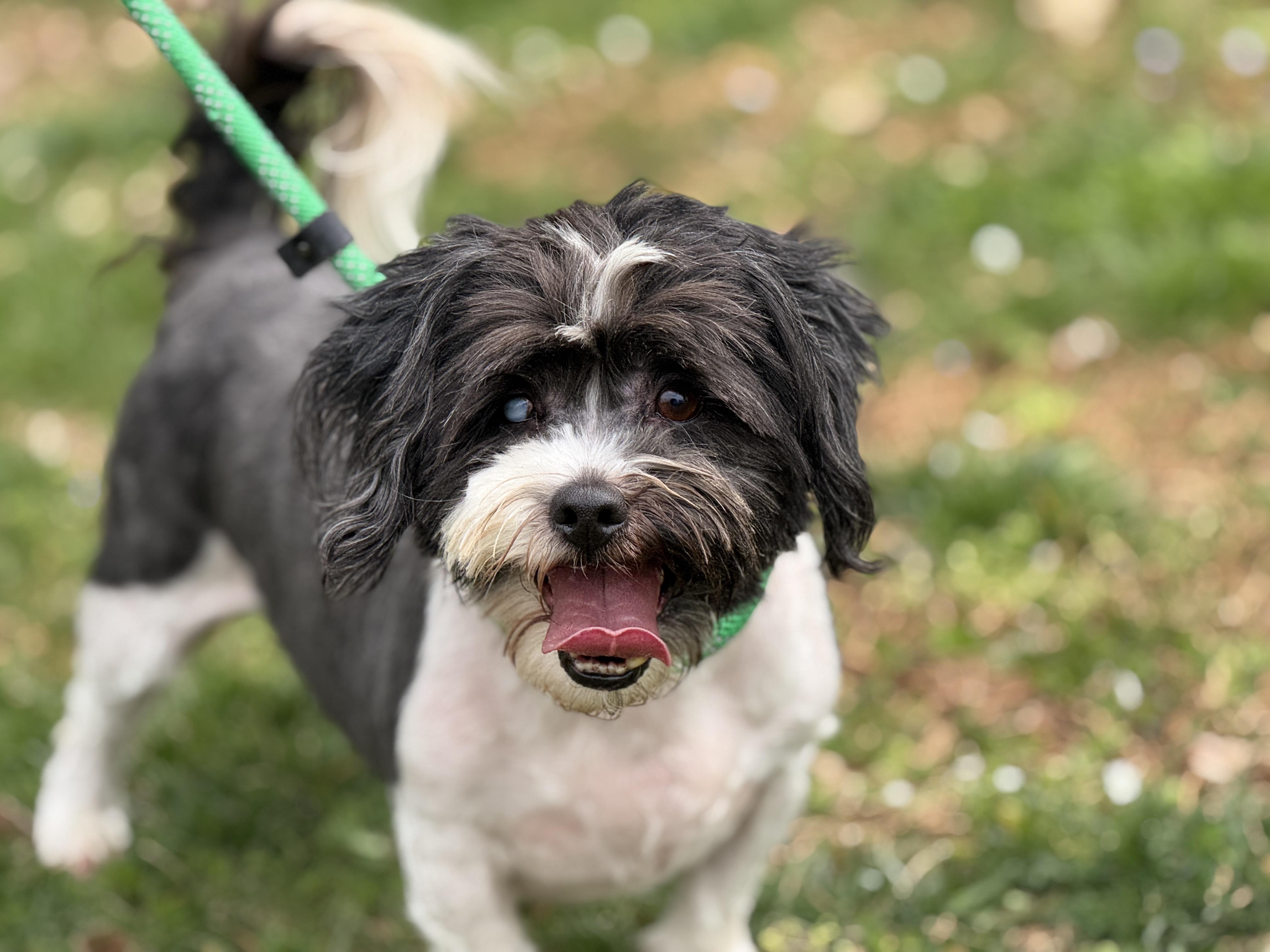 Enlarge Fergus , a ADOPTABLE Lhasa Apso in Richmond, VA image 4/6