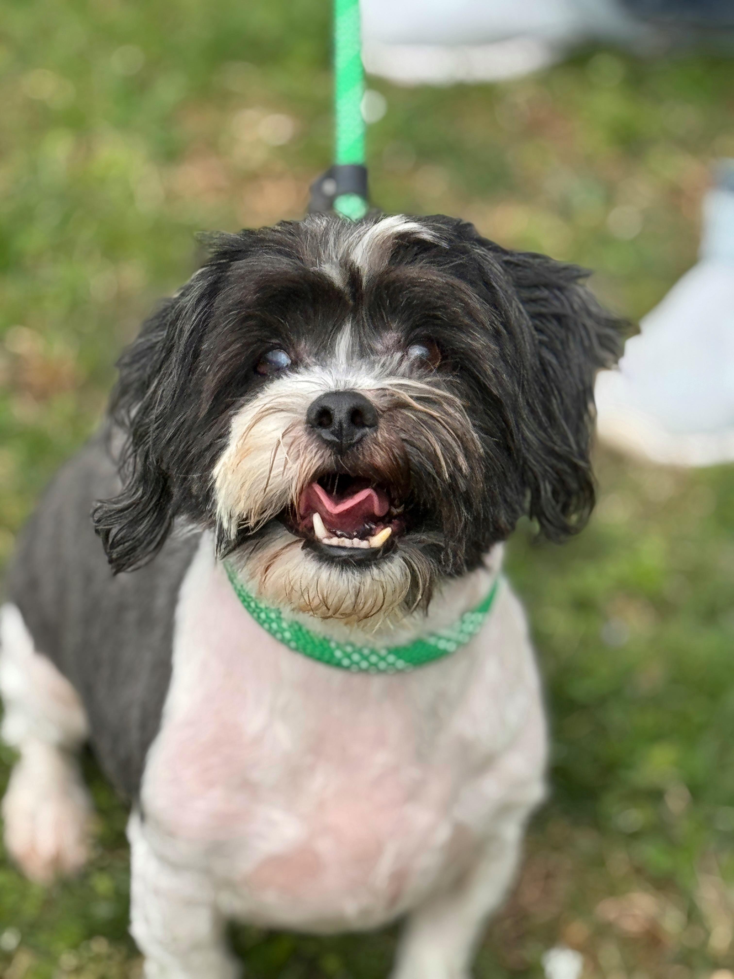 Enlarge Fergus , a ADOPTABLE Lhasa Apso in Richmond, VA image 2/6