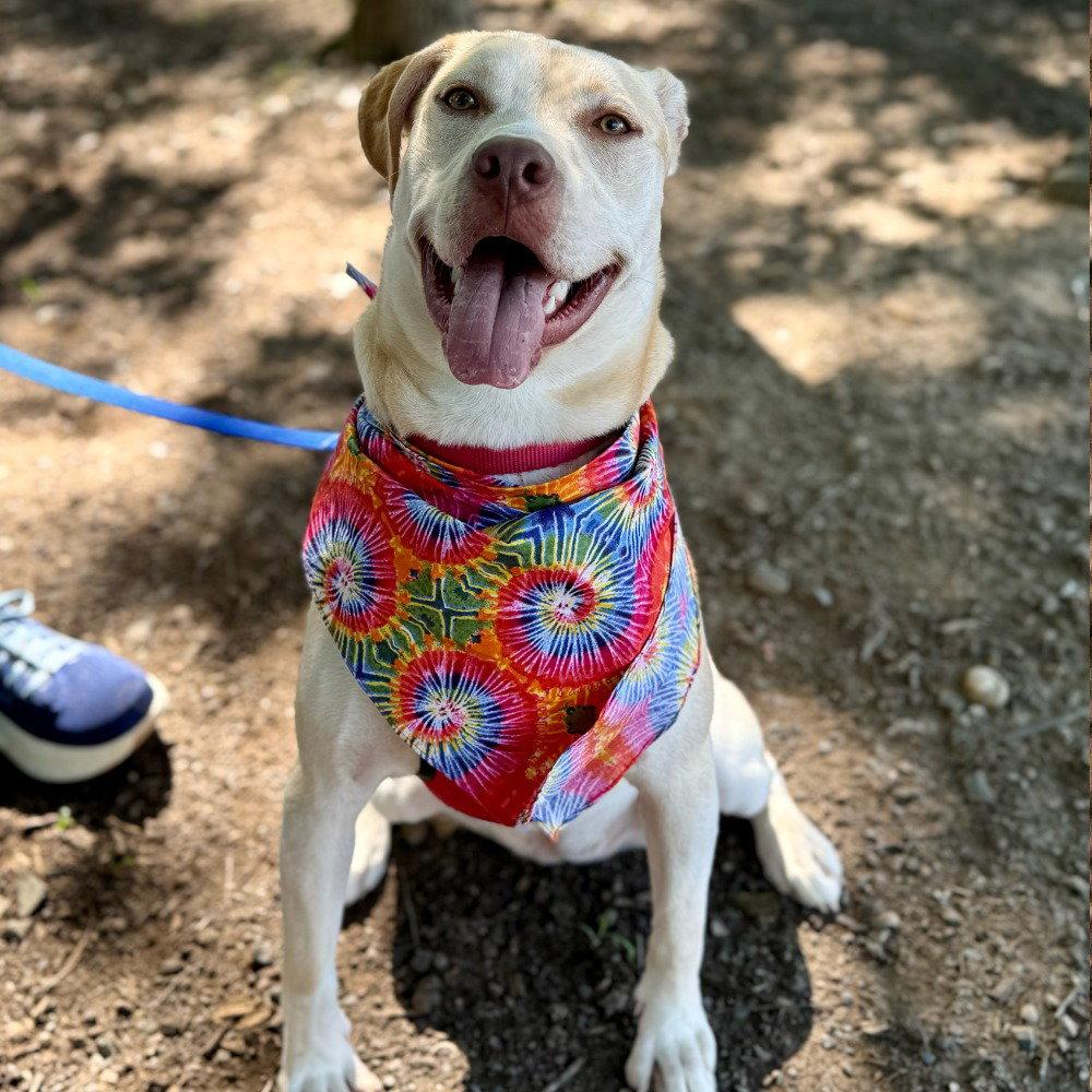 Enlarge Buttercream, a Adoptable mixed breed in Bloomfield, CT image 1/3