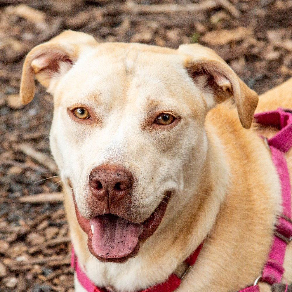 Buttercream, a Adoptable mixed breed in Bloomfield, CT image 1/3