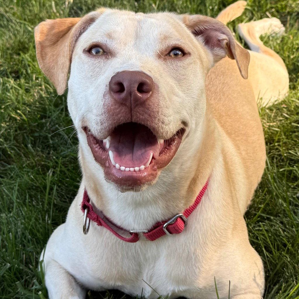 Enlarge Buttercream, a Adoptable mixed breed in Bloomfield, CT image 2/3