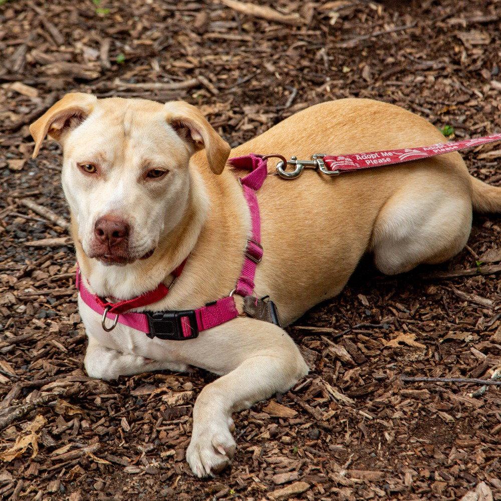 Enlarge Buttercream, a Adoptable mixed breed in Bloomfield, CT image 3/3