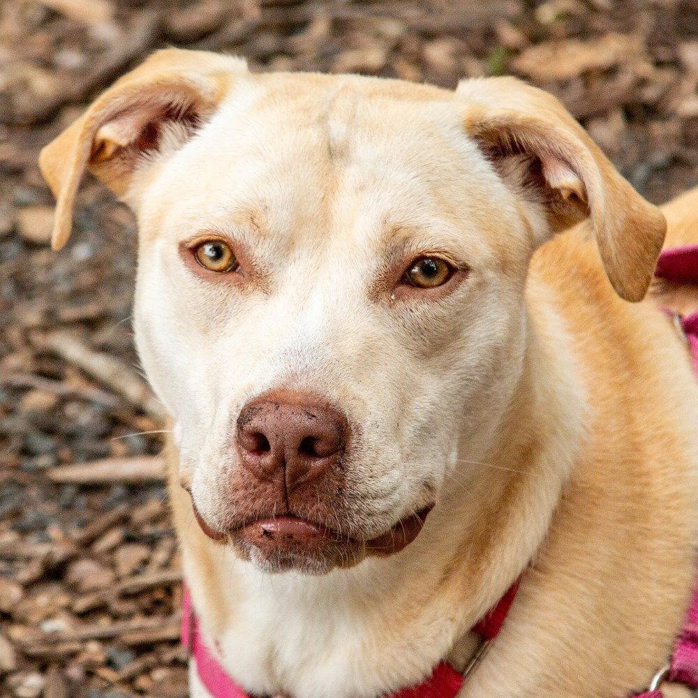 Buttercream, a Adoptable mixed breed in Bloomfield, CT image 3/3