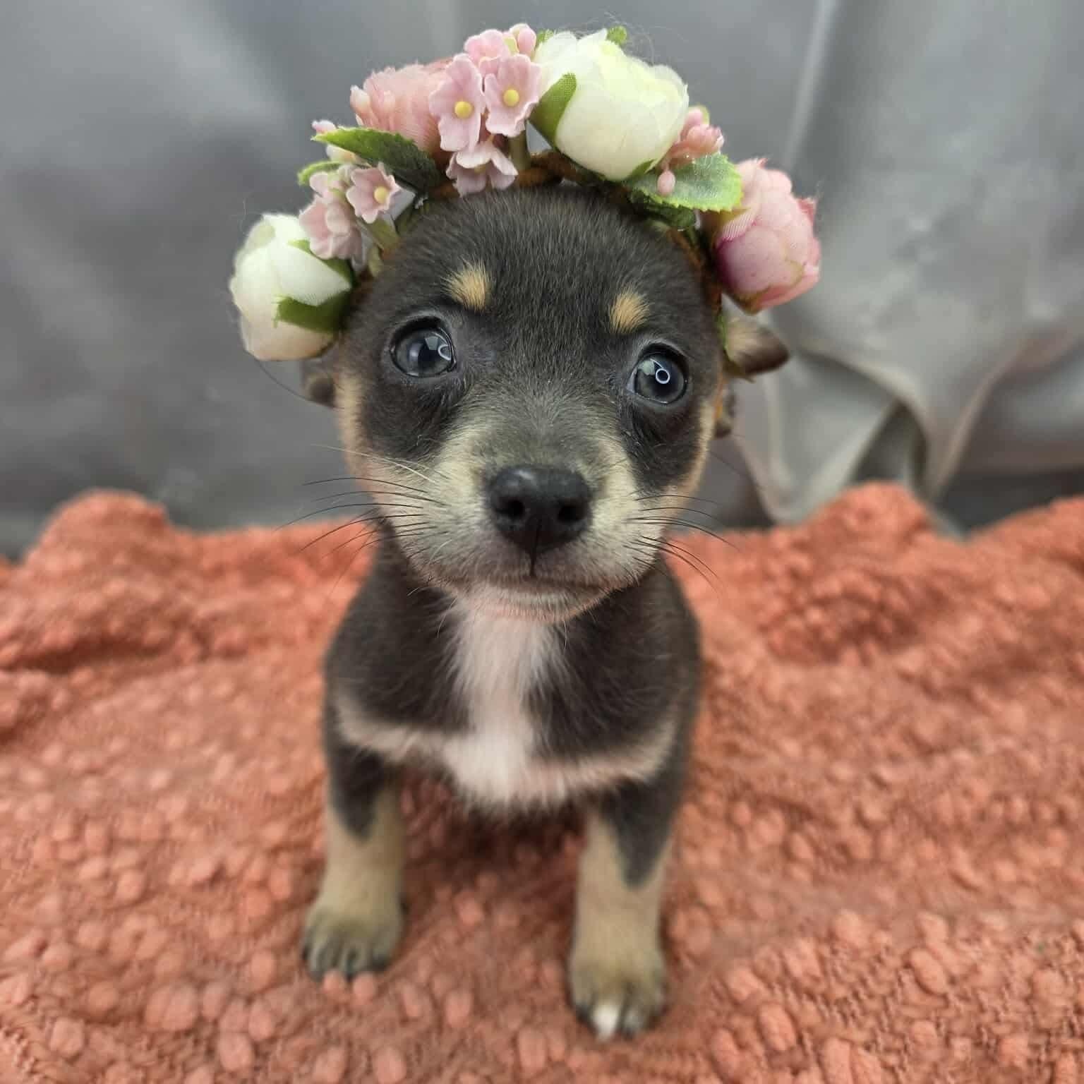 Charlotte, Adoptable, Puppy Female Chihuahua & Pomeranian.