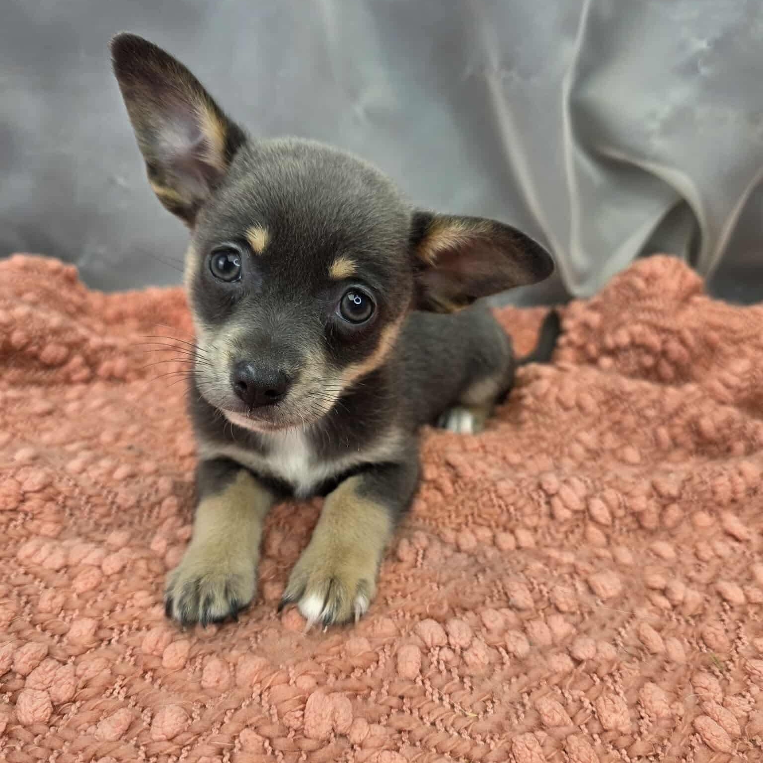 Enlarge Charlotte, a Adoptable mixed breed in Southfield , MI image 5/6