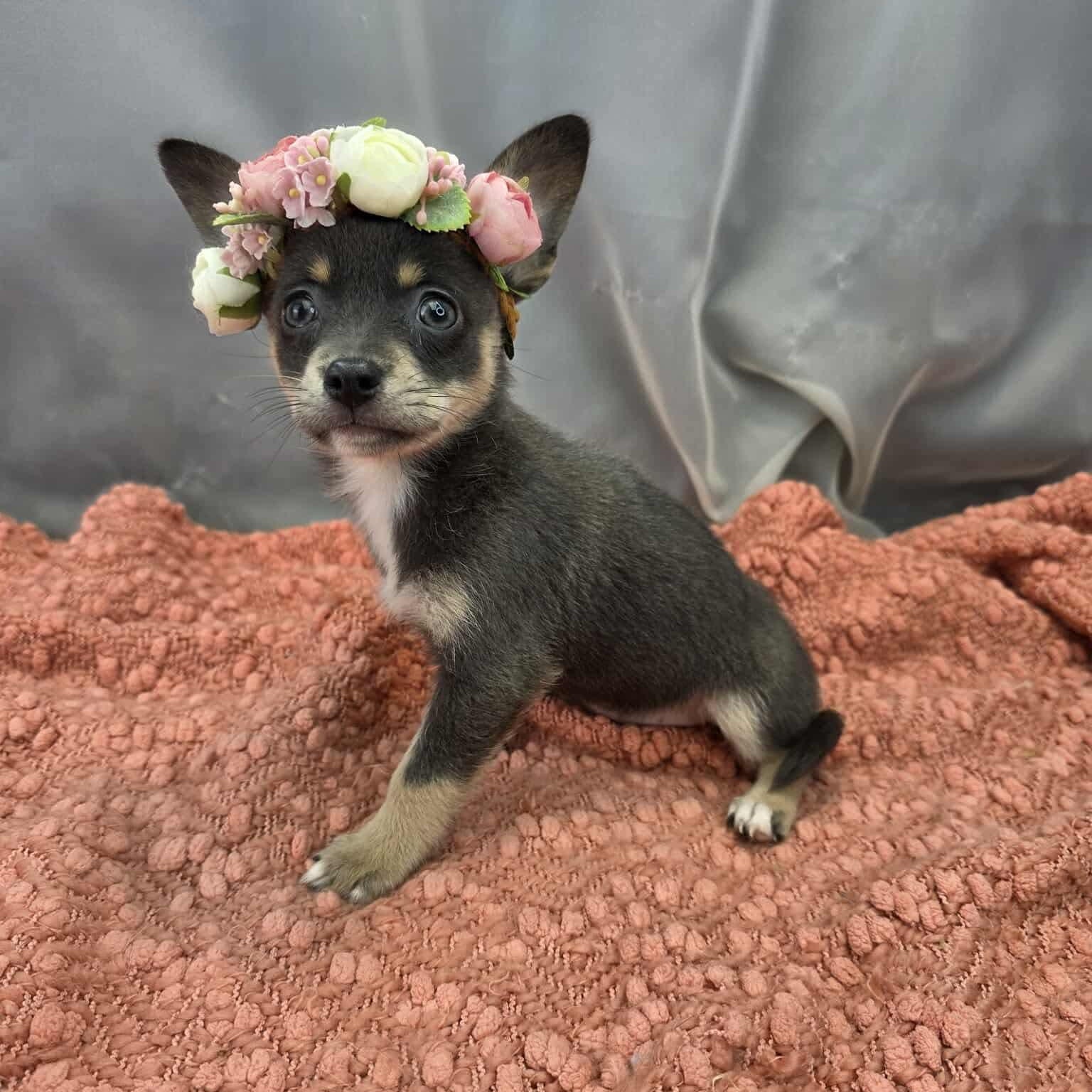 Enlarge Charlotte, a Adoptable mixed breed in Southfield , MI image 2/6