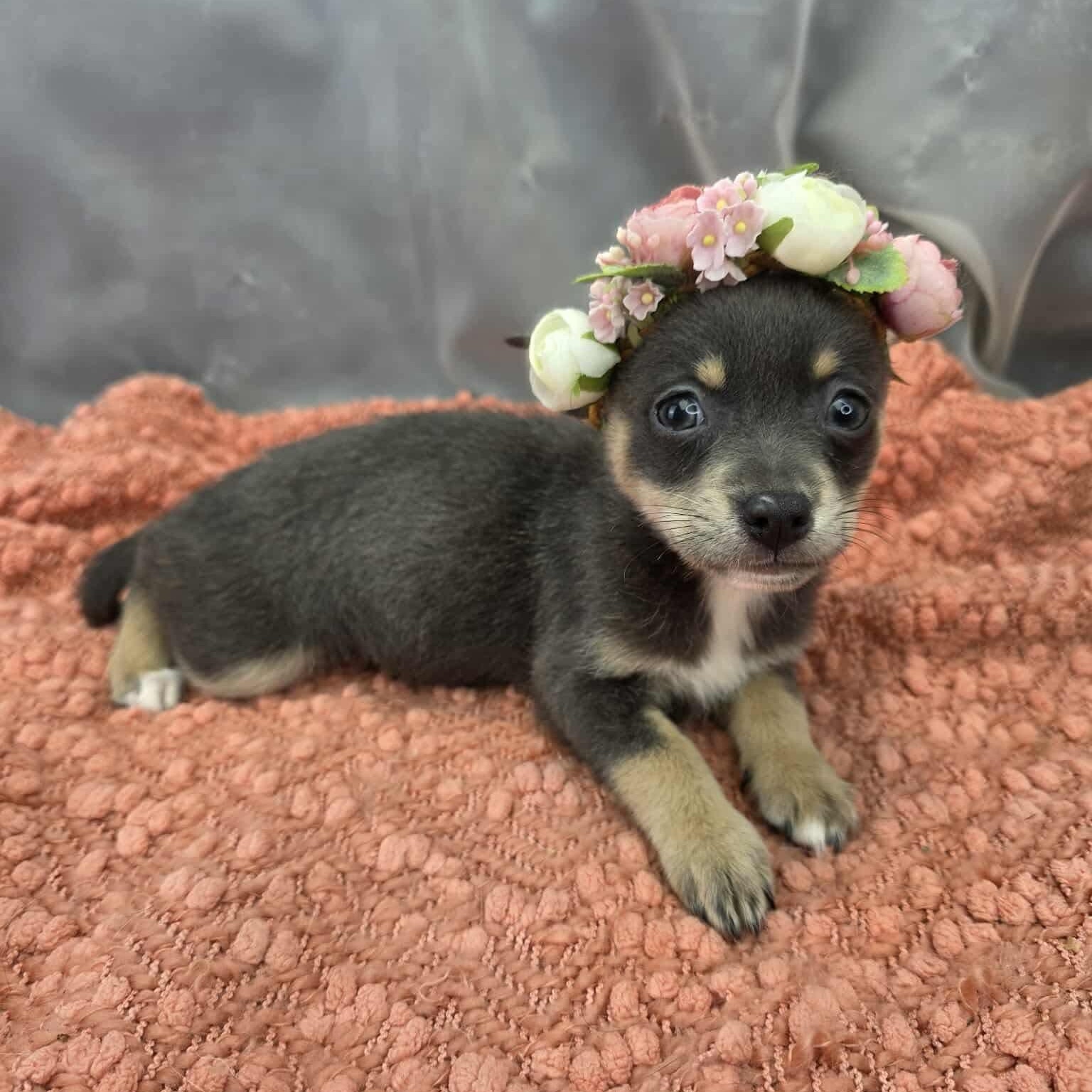 Enlarge Charlotte, a Adoptable mixed breed in Southfield , MI image 4/6