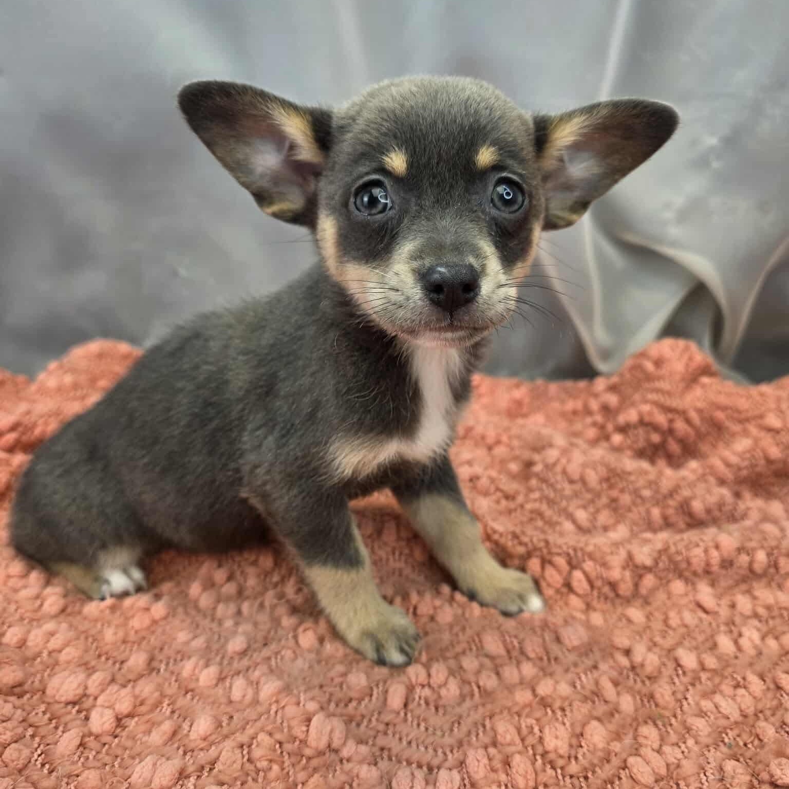 Enlarge Charlotte, a Adoptable mixed breed in Southfield , MI image 3/6