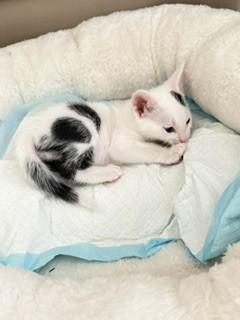 SOLO, Adoptable, Kitten Male Domestic Short Hair.