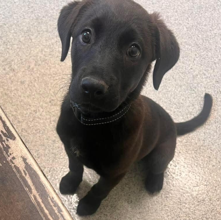 Enlarge Elsie, an adopted mixed breed in East Peoria, IL image 5/6