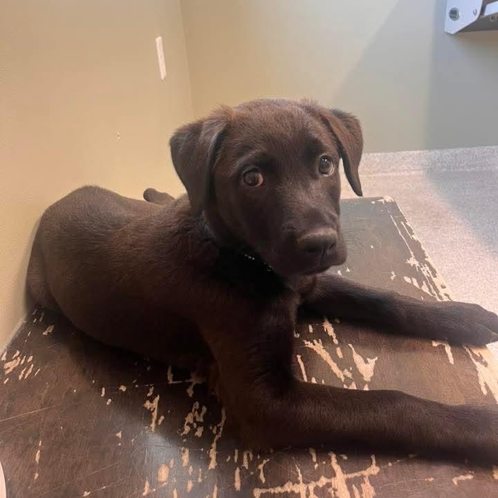 Enlarge Elsie, an adopted mixed breed in East Peoria, IL image 1/6