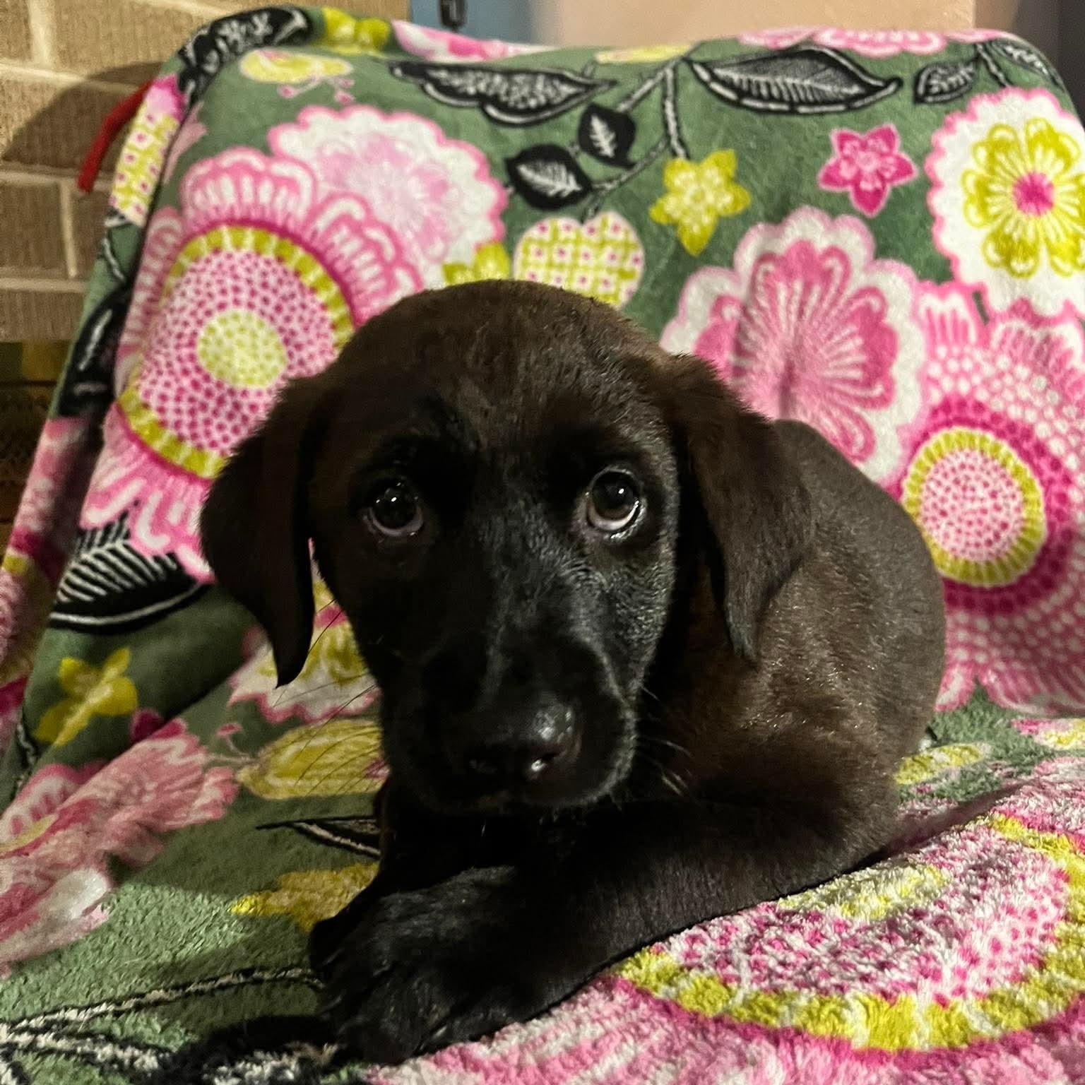 Enlarge Elsie, an adopted mixed breed in East Peoria, IL image 2/6