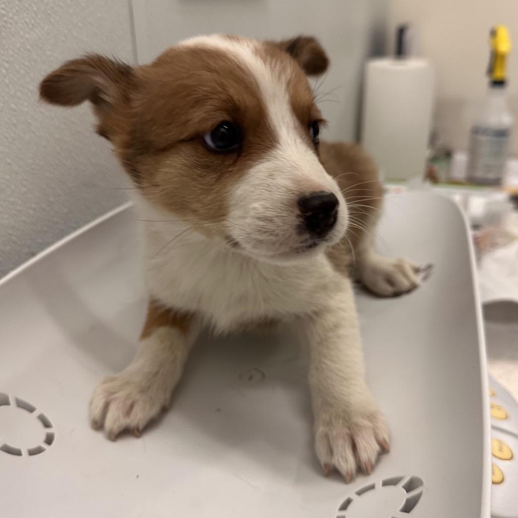 Raindrop, Adoptable, Puppy Female Husky.