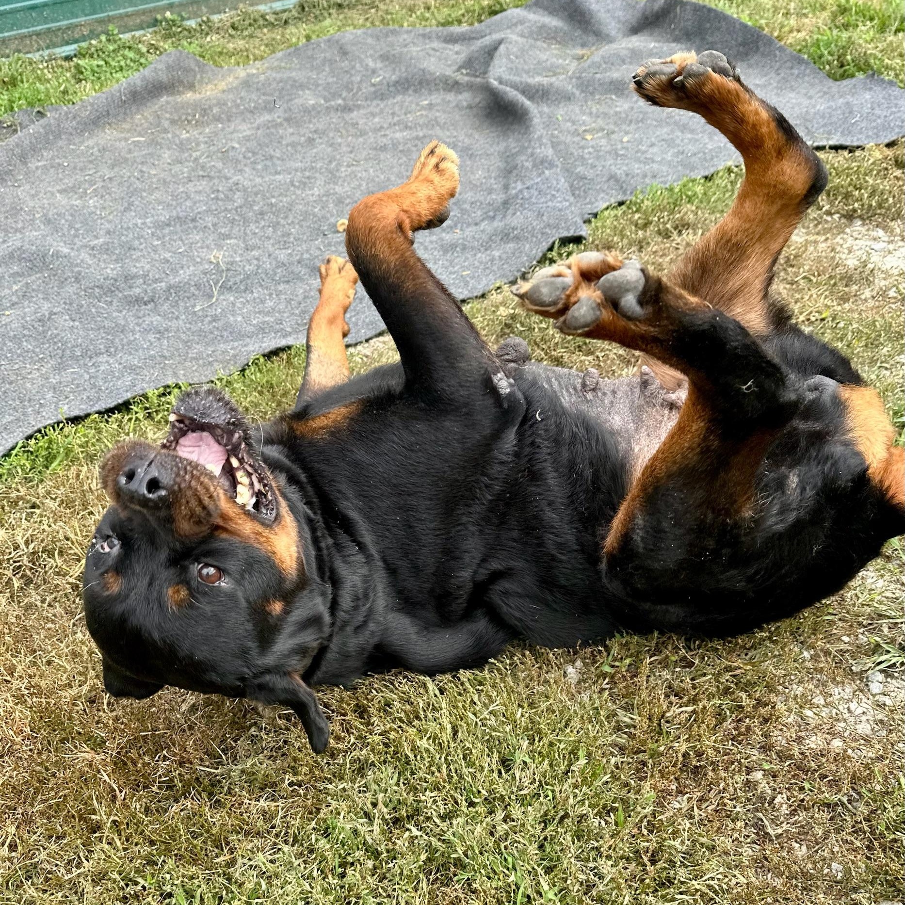 Enlarge Cha Cha, a Adoptable Rottweiler in Groton, CT image 3/6