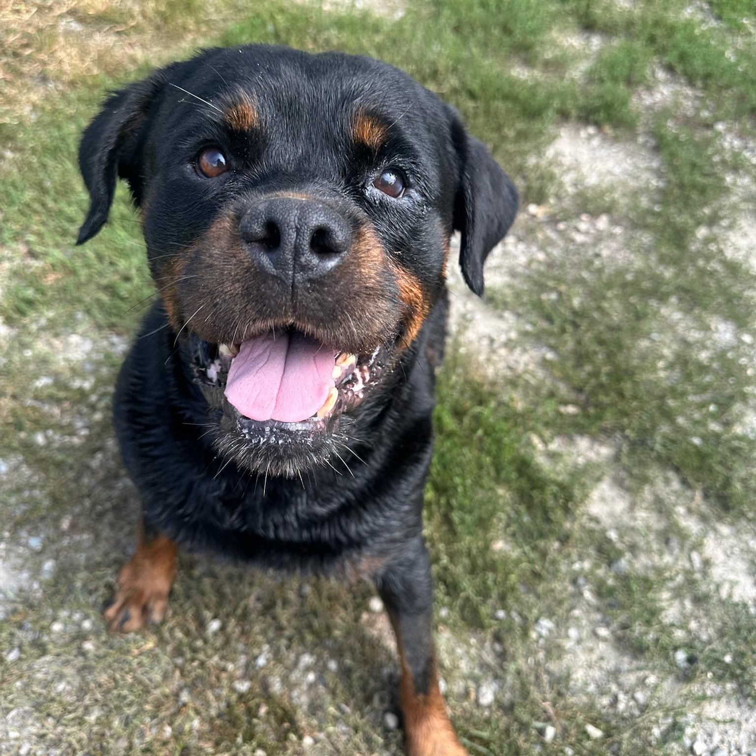 Enlarge Cha Cha, a Adoptable Rottweiler in Groton, CT image 1/6