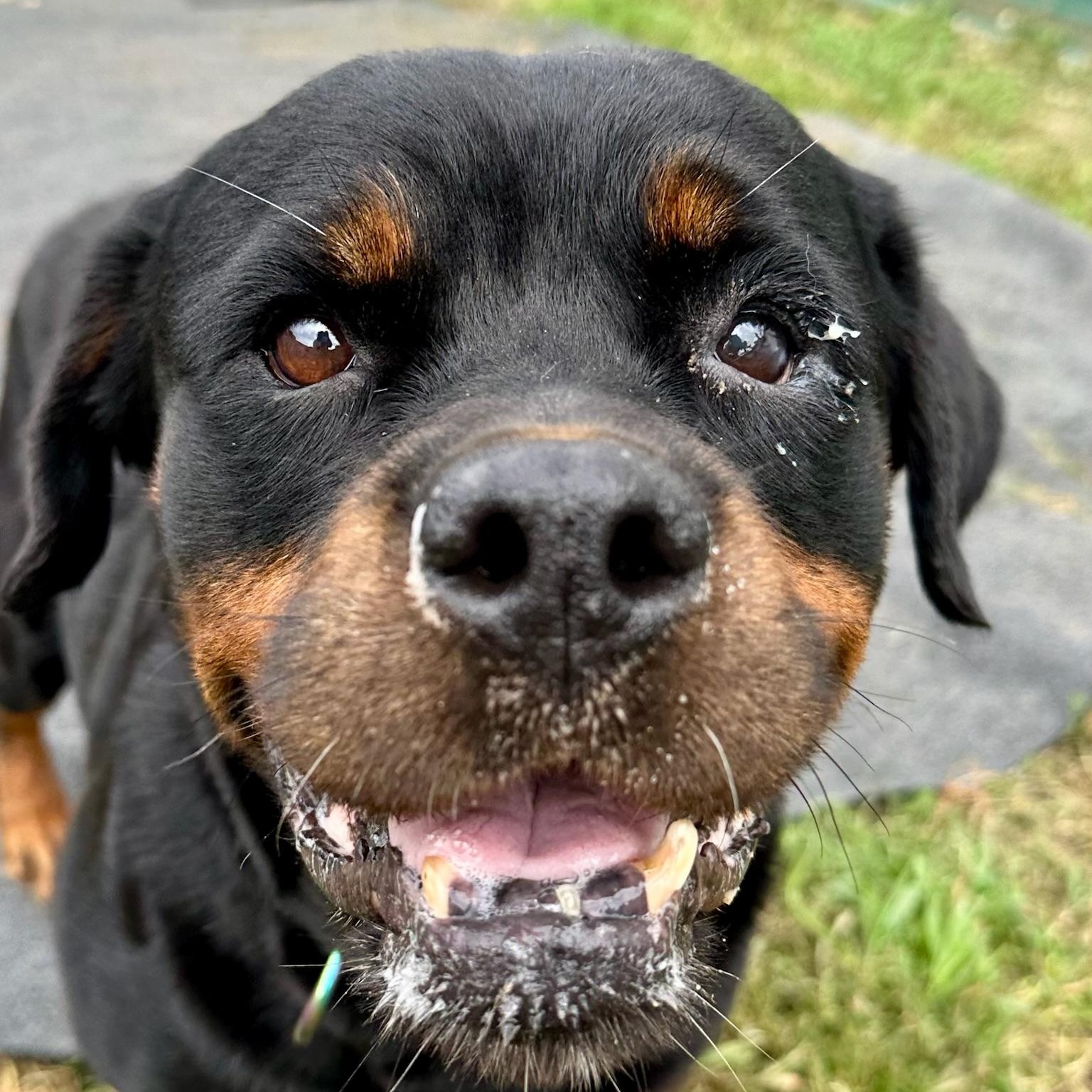 Enlarge Cha Cha, a Adoptable Rottweiler in Groton, CT image 5/6