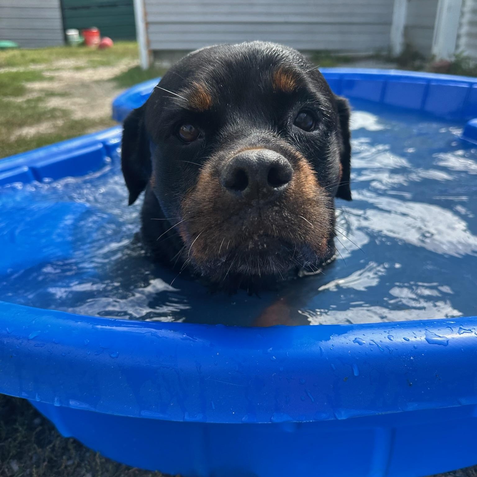 Enlarge Cha Cha, a Adoptable Rottweiler in Groton, CT image 4/6