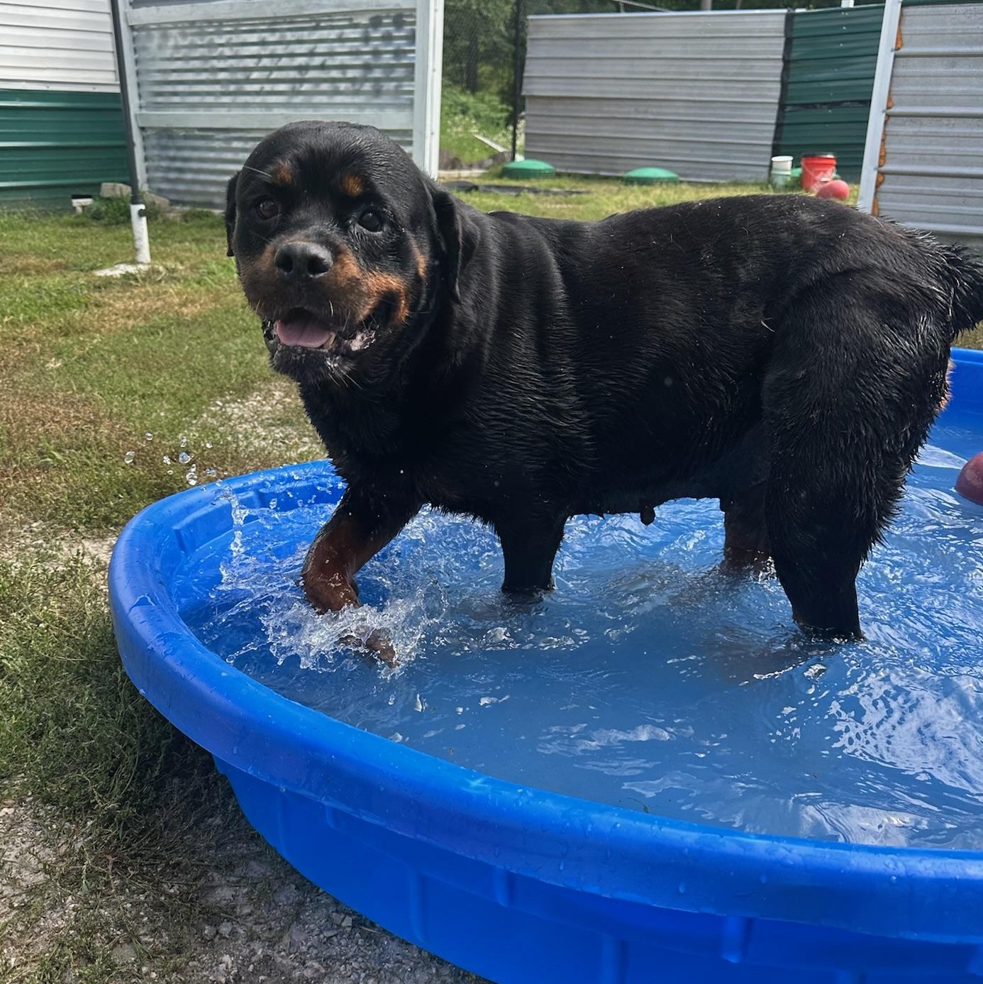 Enlarge Cha Cha, a Adoptable Rottweiler in Groton, CT image 6/6