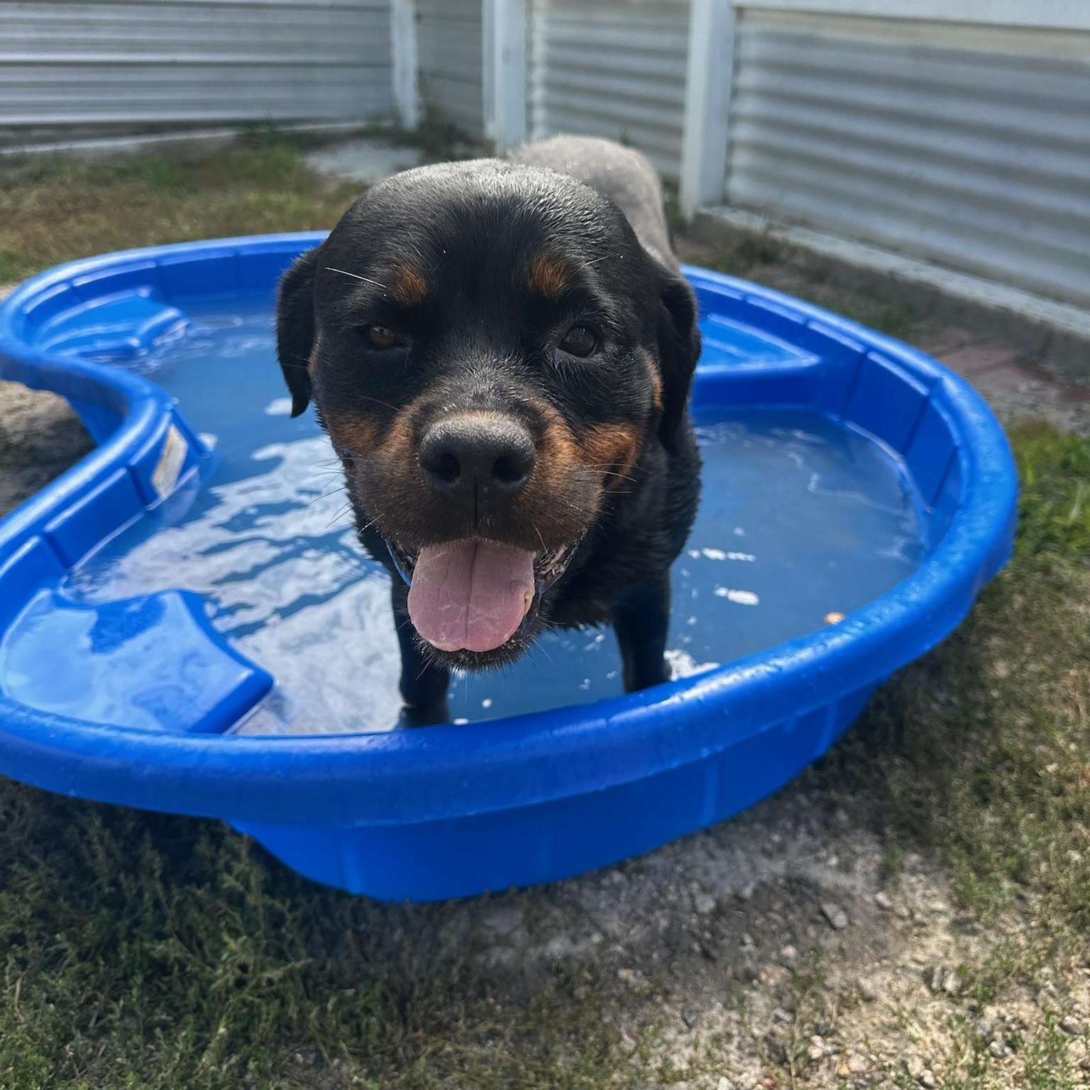 Enlarge Cha Cha, a Adoptable Rottweiler in Groton, CT image 2/6