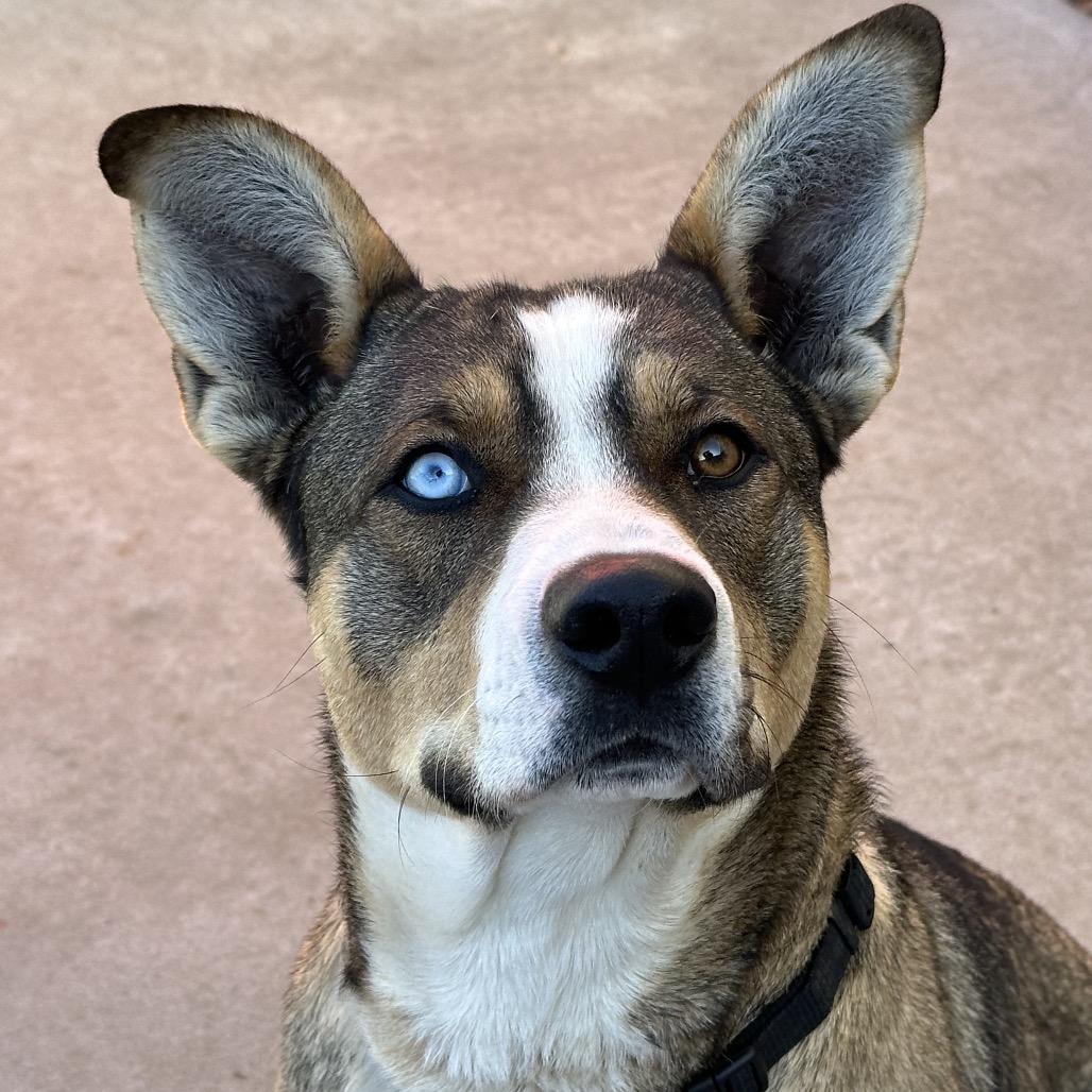 Enlarge Remington, a Adoptable mixed breed in Durango, CO image 1/6