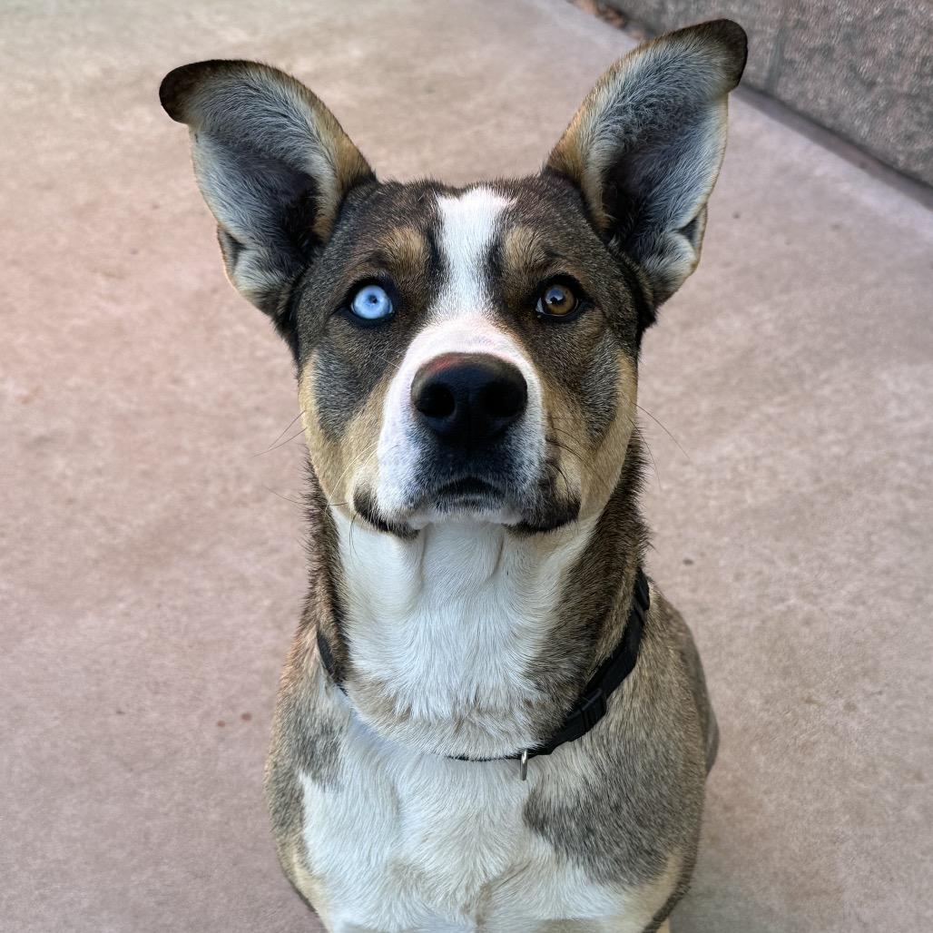 Enlarge Remington, a Adoptable mixed breed in Durango, CO image 2/6