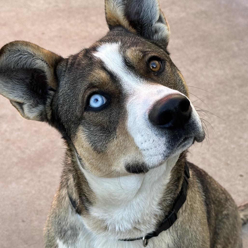 Enlarge Remington, a Adoptable mixed breed in Durango, CO image 4/6