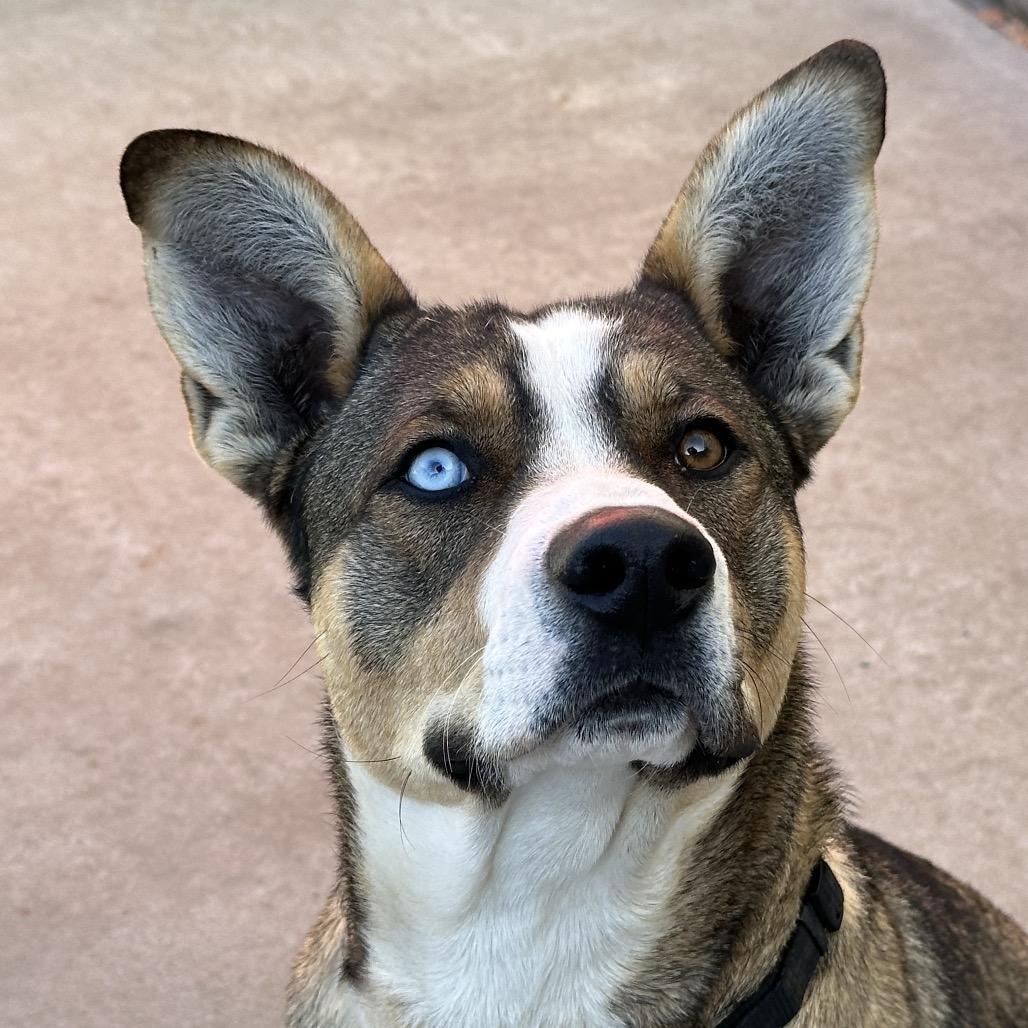 Enlarge Remington, a Adoptable mixed breed in Durango, CO image 6/6