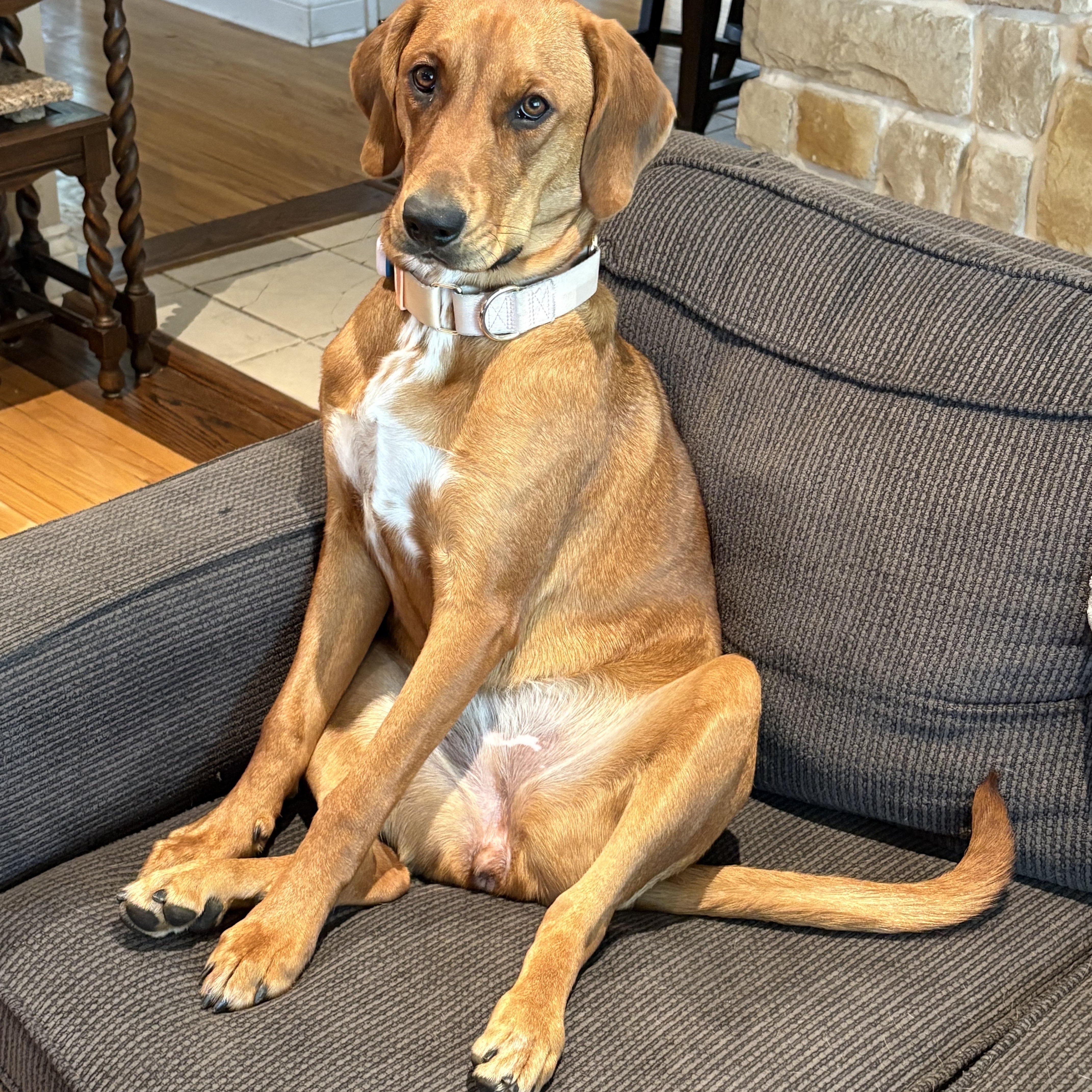 GINGER, a Adoptable mixed breed in North York, ON image 2/6