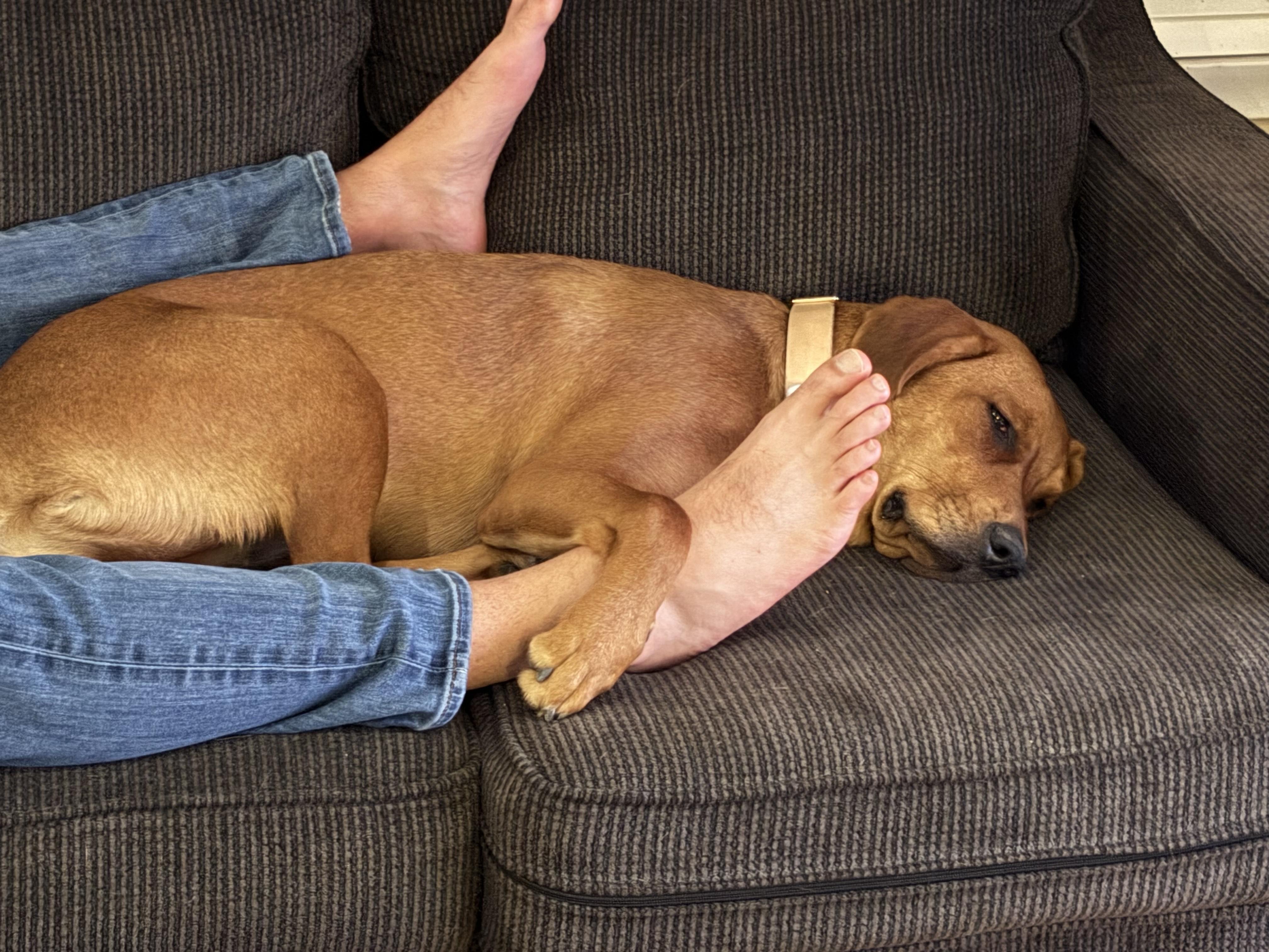 GINGER, a Adoptable mixed breed in North York, ON image 5/6