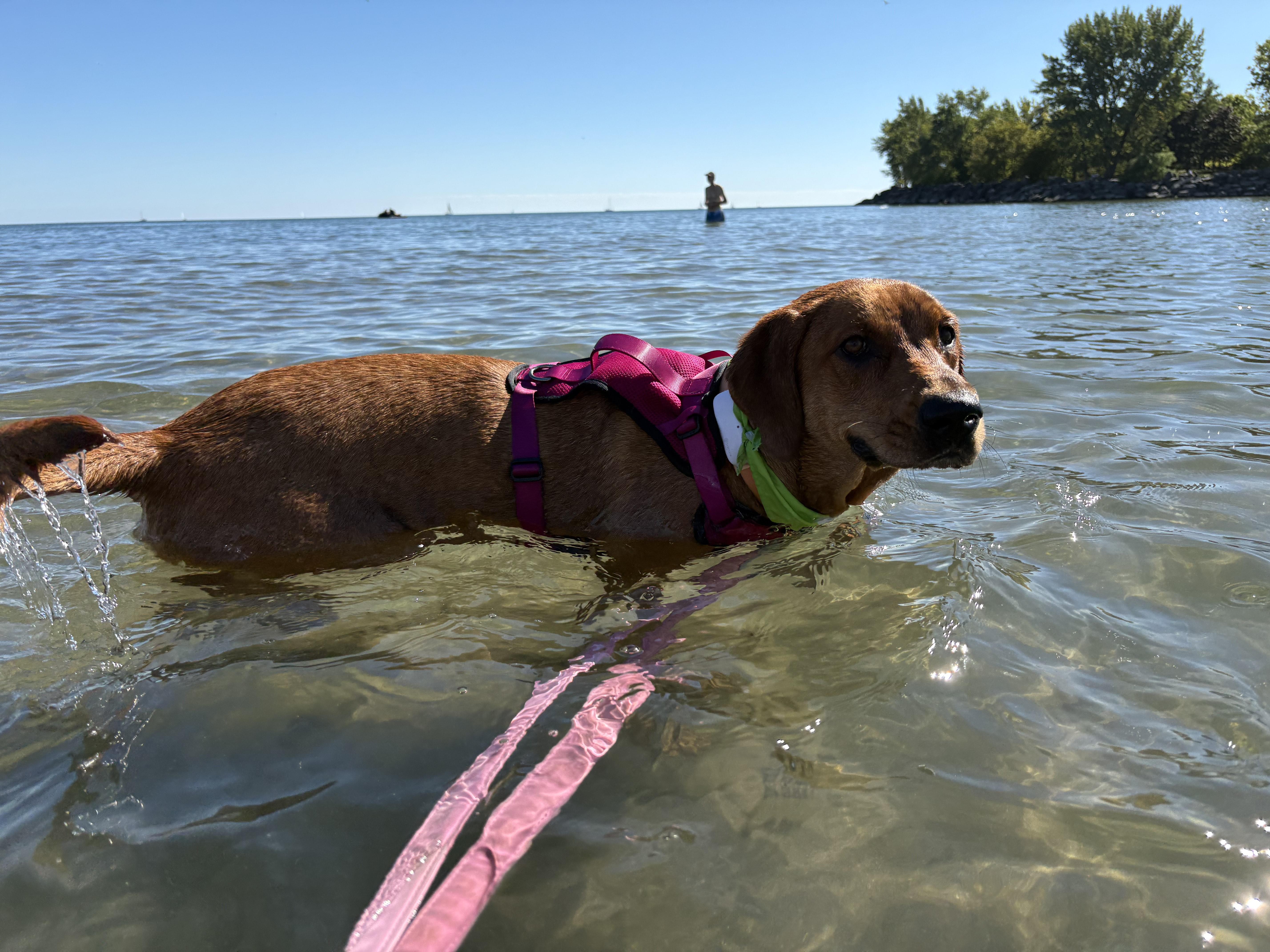 GINGER, a Adoptable mixed breed in North York, ON image 3/6