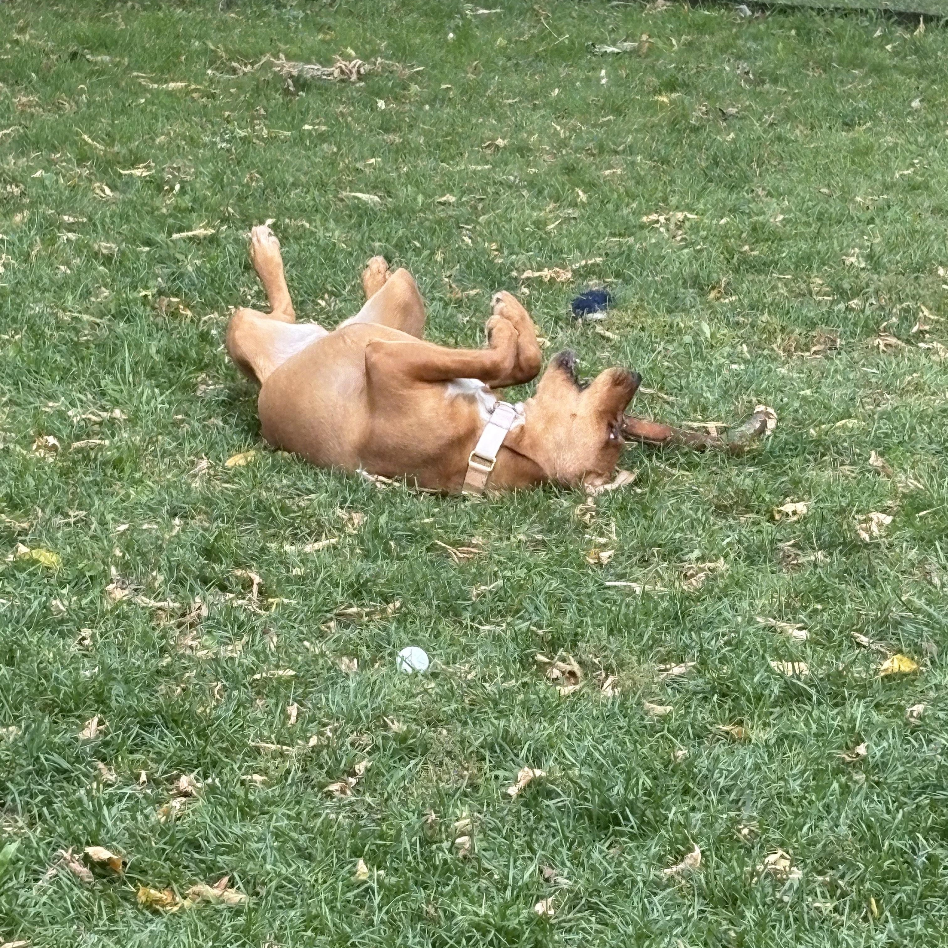 GINGER, a Adoptable mixed breed in North York, ON image 6/6