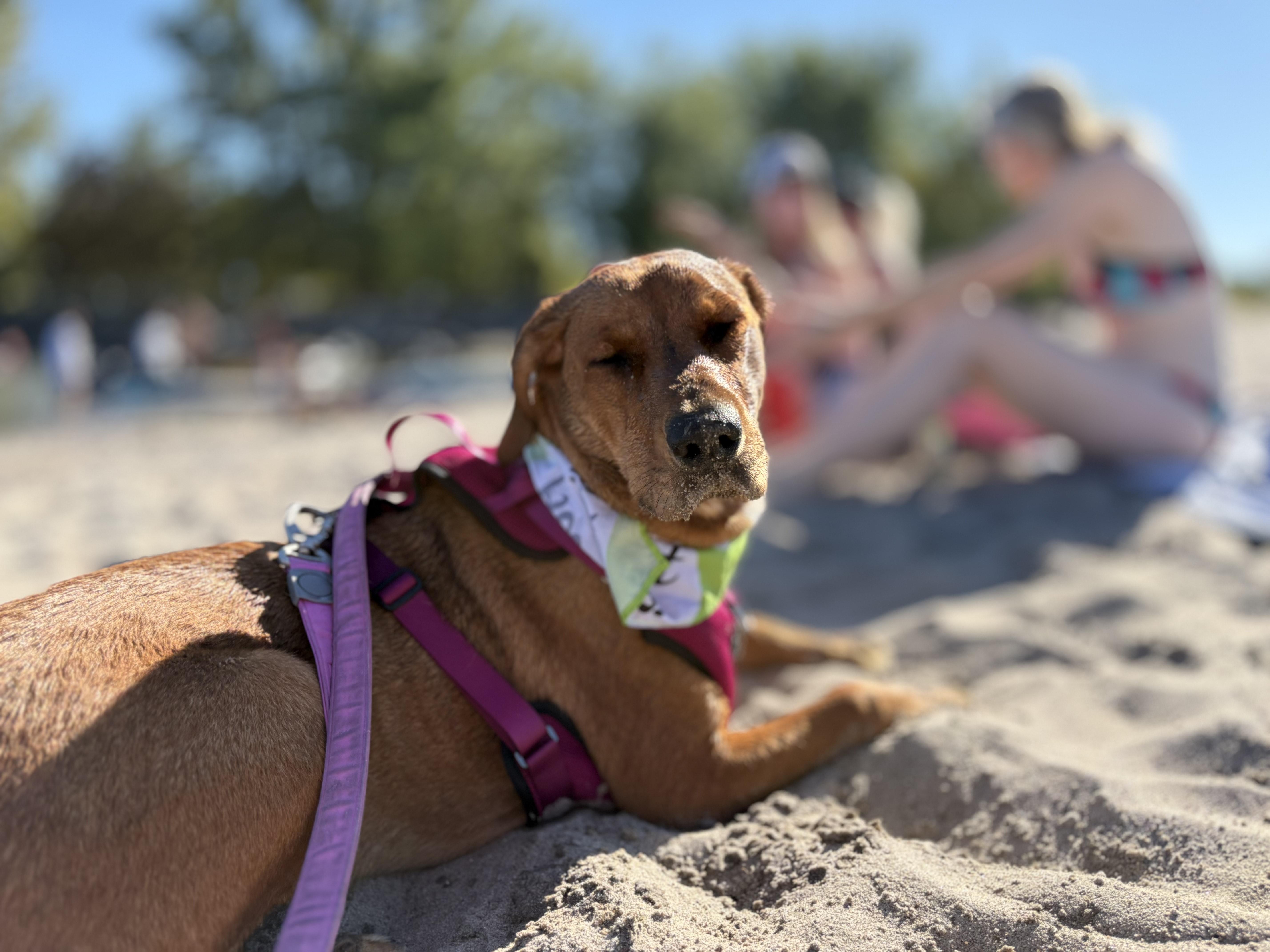 GINGER, a Adoptable mixed breed in North York, ON image 4/6