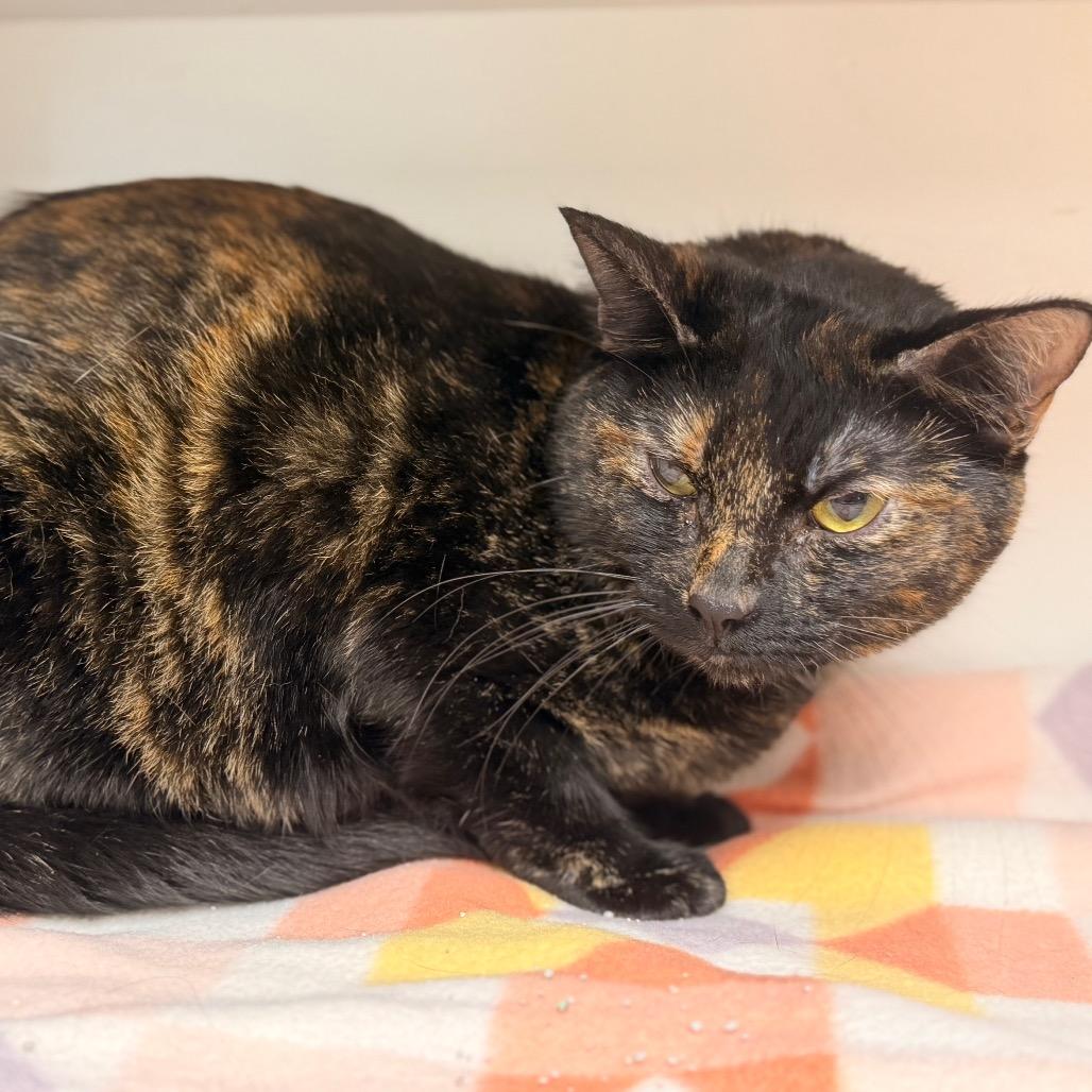 Cali, a Adoptable Domestic Short Hair in Duncan, OK image 1/5