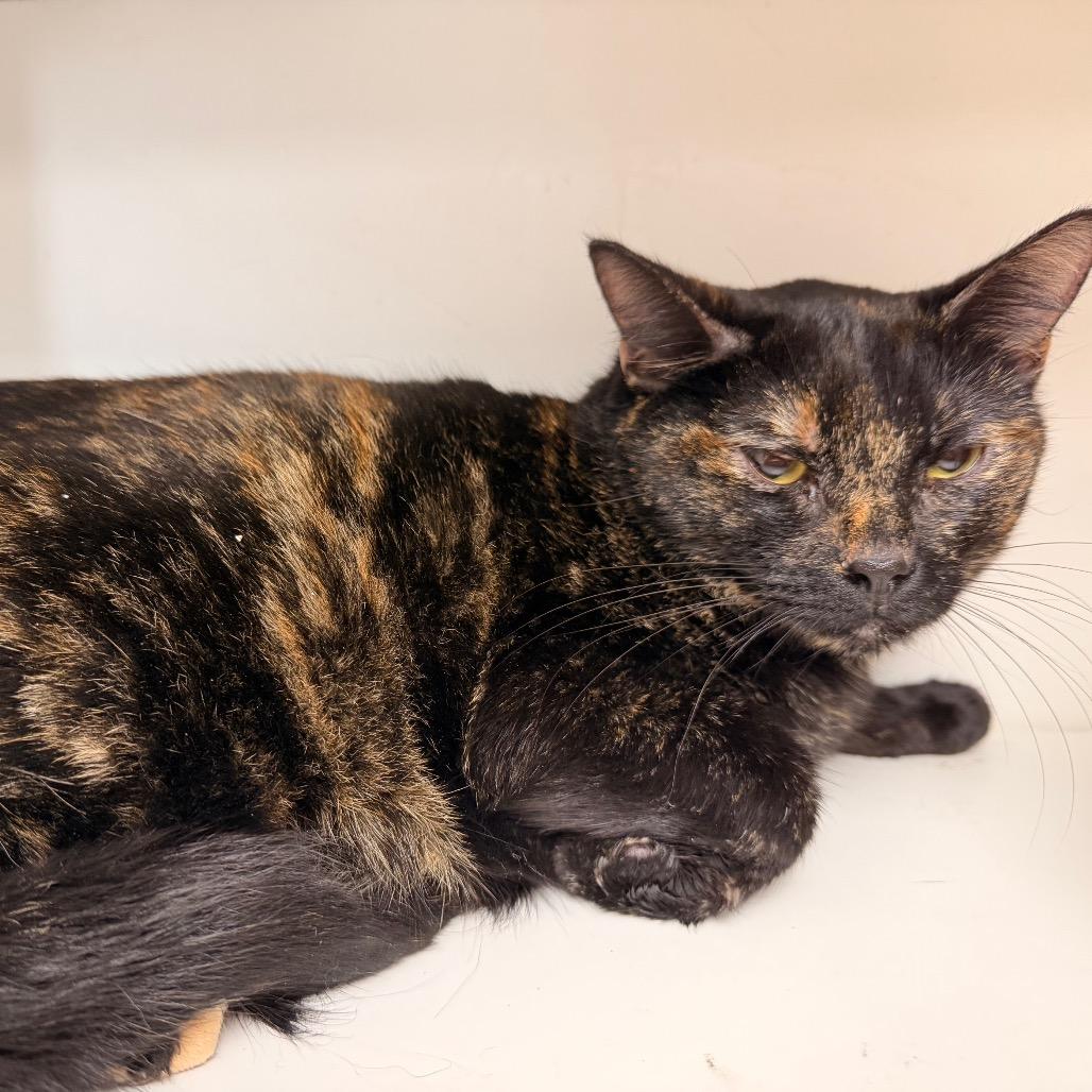 Cali, a Adoptable Domestic Short Hair in Duncan, OK image 2/5