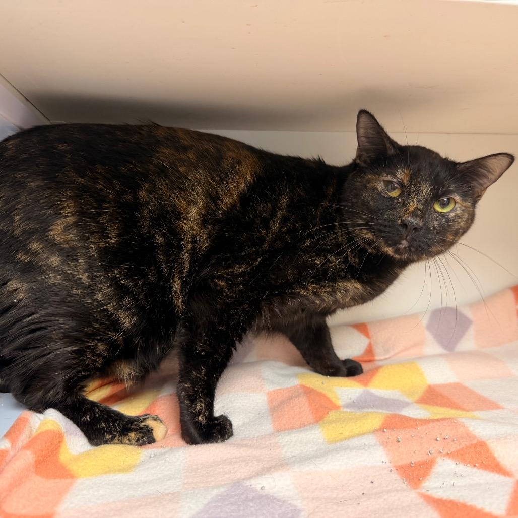 Cali, a Adoptable Domestic Short Hair in Duncan, OK image 3/5