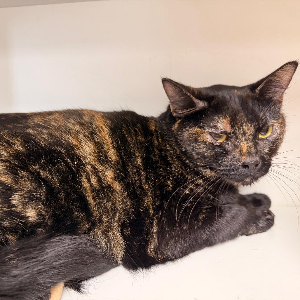 Cali, a Adoptable Domestic Short Hair in Duncan, OK image 4/5