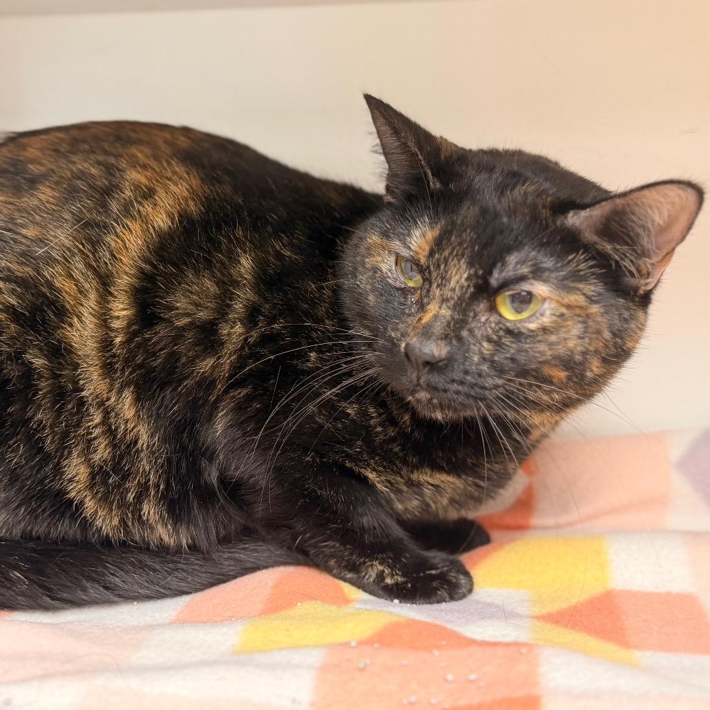 Cali, a Adoptable Domestic Short Hair in Duncan, OK image 5/5
