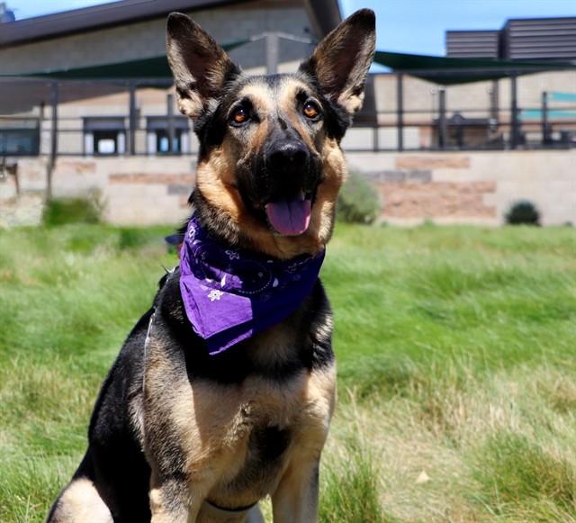 BABY BOY, Adoptable, Adult Male German Shepherd Dog.